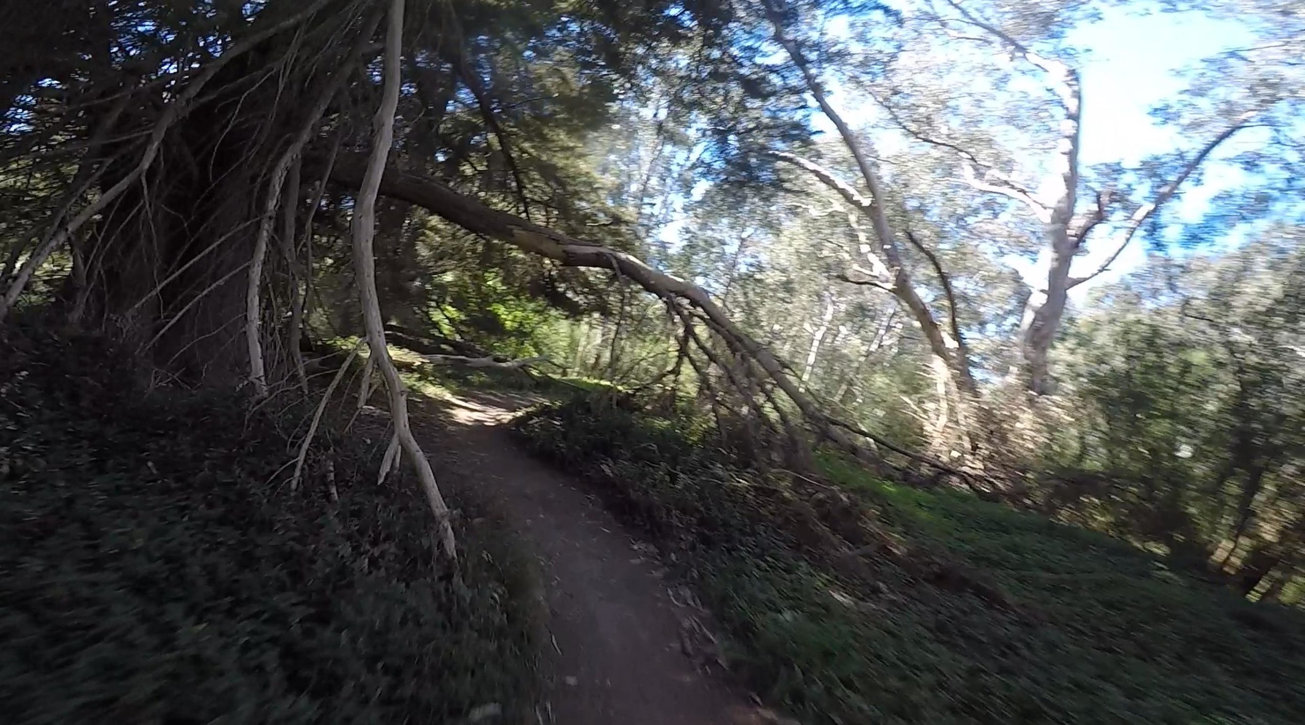 A winding dirt path through a lush, green forest, with fallen branches creating a natural archway overhead. Sunlight filters through the dense tree canopy, illuminating the trail and surrounding foliage. Eagle Dirt mountain bike trail.
