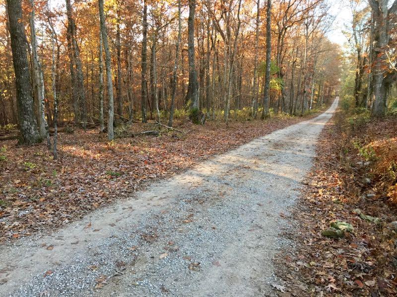 A serene gravel pathway winding through a forest during autumn, surrounded by trees with orange and yellow leaves. Sunlight filters through the branches, illuminating the path that stretches into the distance, inviting exploration. perimeter TrIl mountain bike trail.