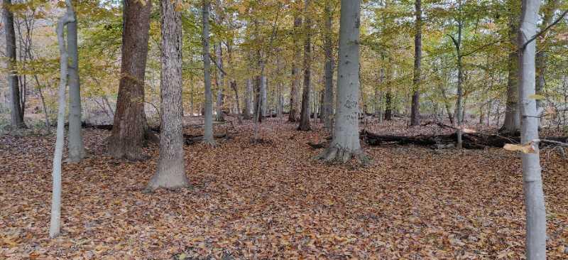 A peaceful forest scene featuring tall trees with autumn foliage scattered across the ground, surrounded by fallen leaves. The ground is covered in a mix of brown and yellow leaves, creating a serene, natural atmosphere. Wakefield mountain bike trail.