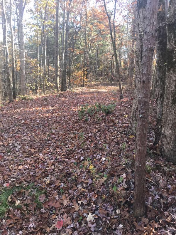 A serene forest path covered in colorful autumn leaves, flanked by tall trees with orange and yellow foliage. The trail curves gently into the distance, creating a peaceful, natural atmosphere. Woodring Branch mountain bike trail.