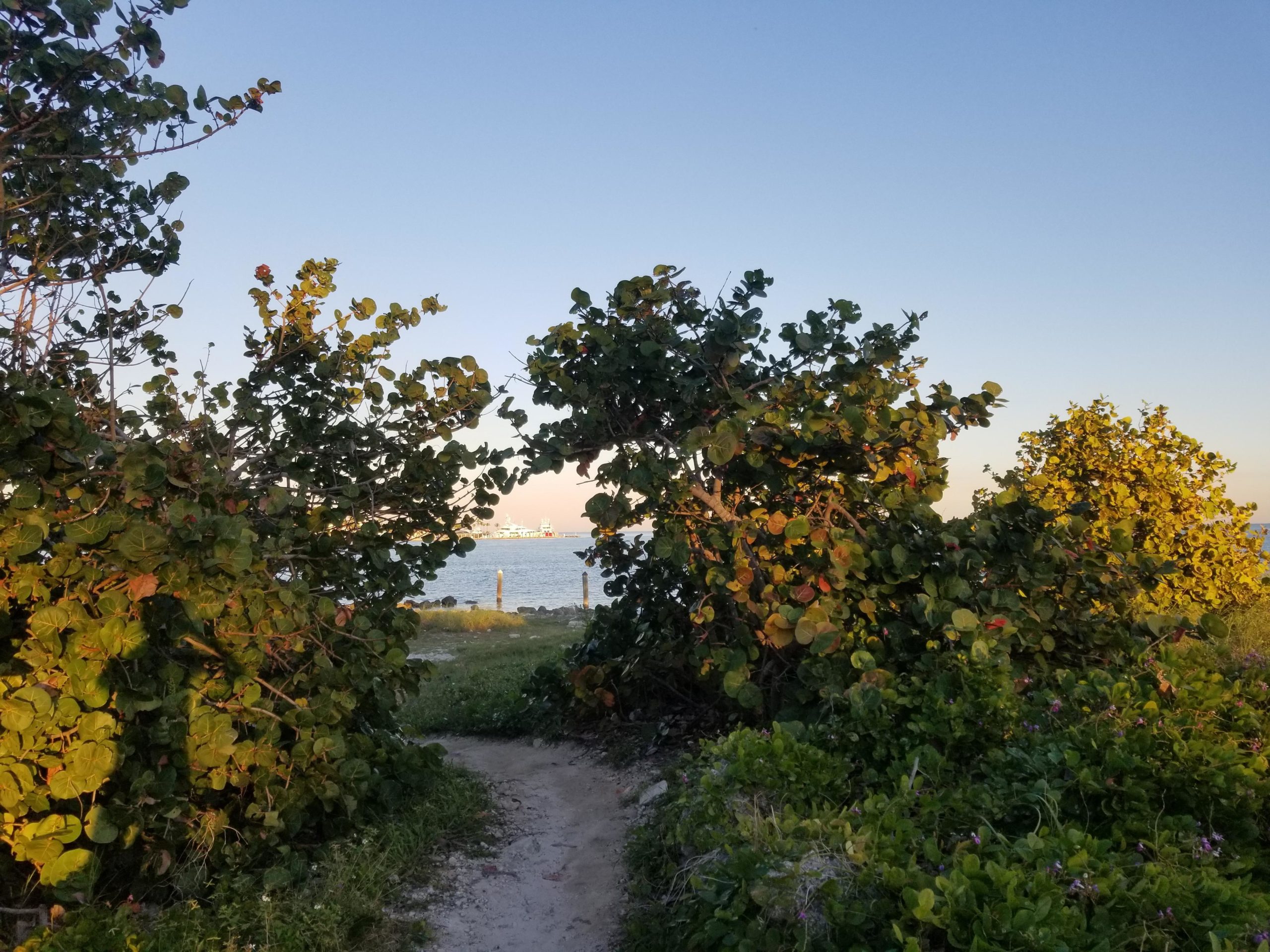 Pathway through lush greenery leading to a calm body of water, with a clear sky above and a distant view of a structure on the horizon. Virginia Key North Point mountain bike trail.
