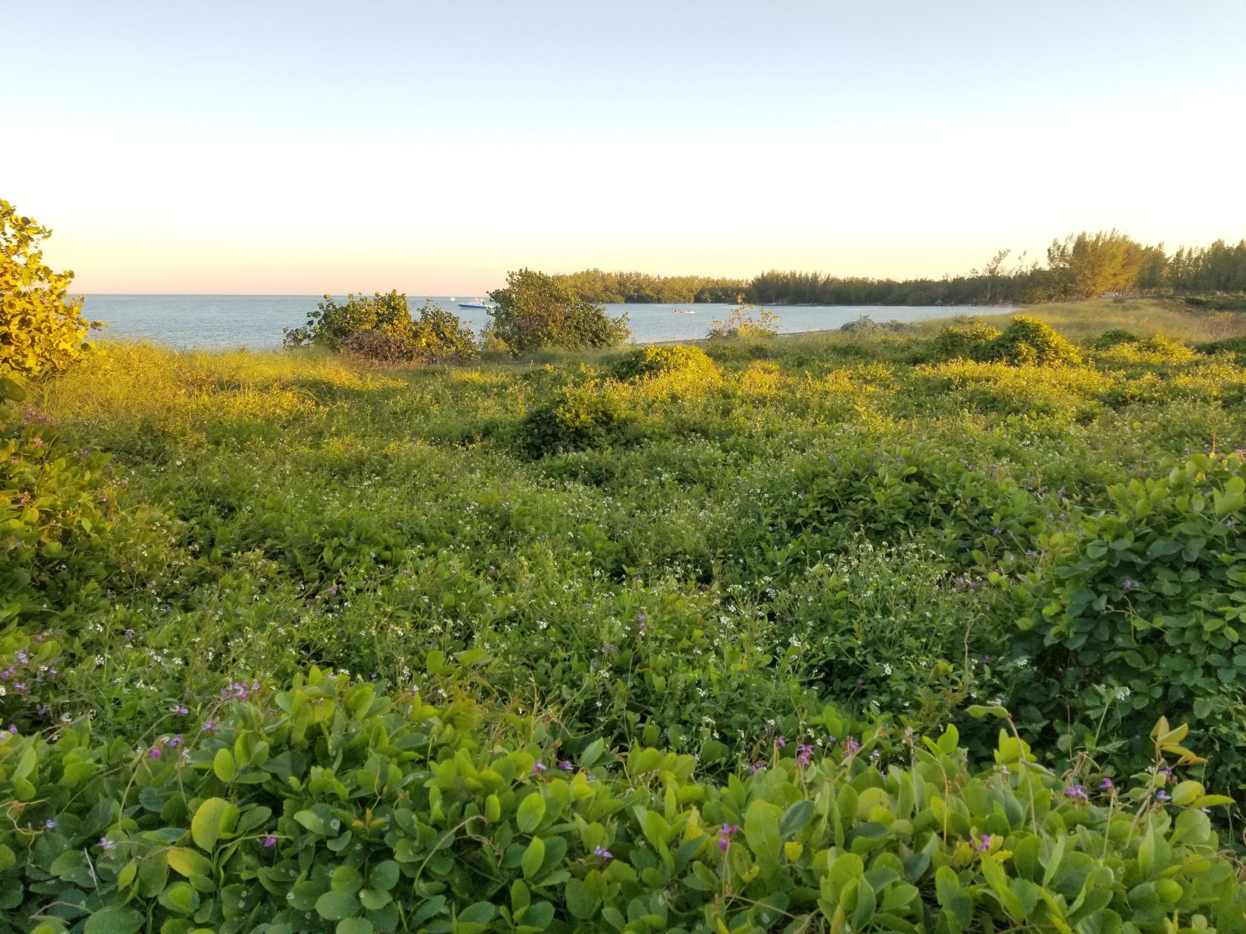 A lush green landscape featuring dense vegetation and wildflowers in the foreground, leading to a tranquil shoreline with a calm sea in the background. The sky is painted in soft pastel colors during sunset, creating a serene and inviting atmosphere. Virginia Key North Point mountain bike trail.
