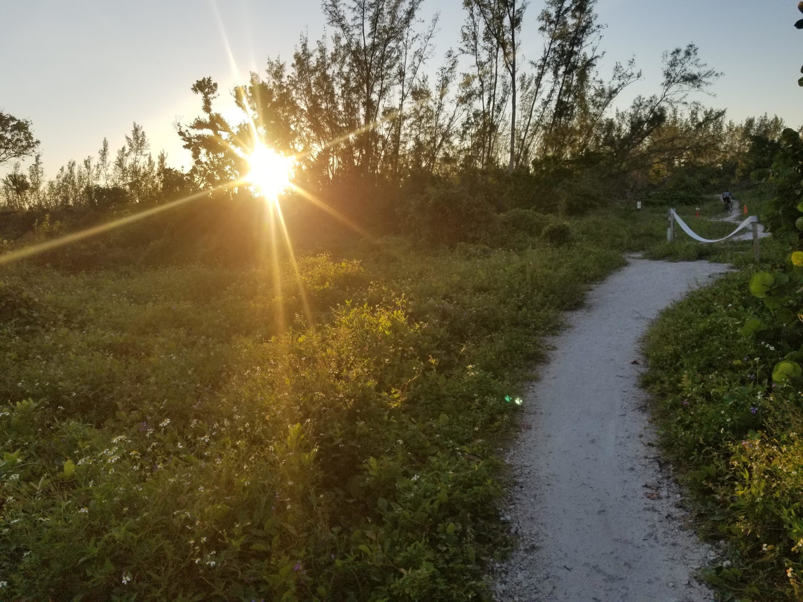 A dirt path winding through lush greenery with wildflowers, illuminated by the warm glow of a setting sun in the background. Tall trees frame the scene, creating a tranquil natural setting. Virginia Key North Point mountain bike trail.