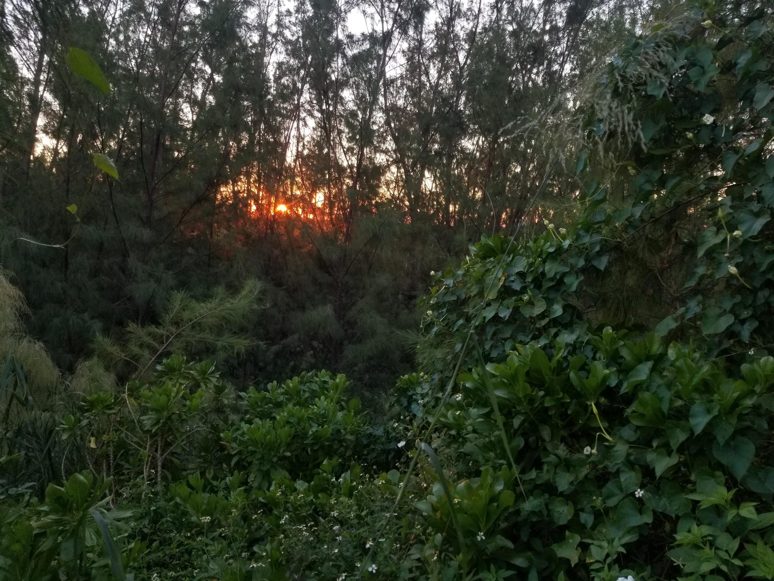 A serene landscape featuring dense greenery with various plants, shrubs, and trees. In the background, the setting sun casts a warm, golden light through the foliage, creating a tranquil atmosphere. Virginia Key North Point mountain bike trail.