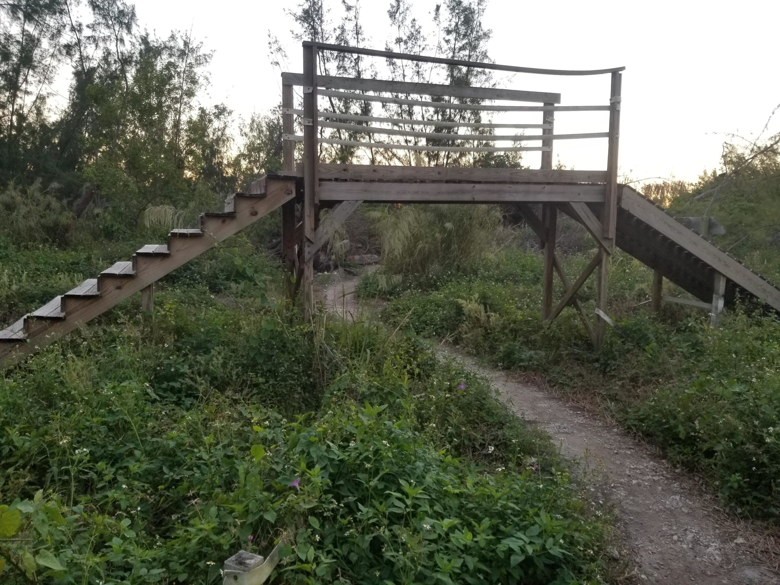 Wooden observation deck with steps leading up, surrounded by overgrown vegetation and trees during sunset. Virginia Key North Point mountain bike trail.