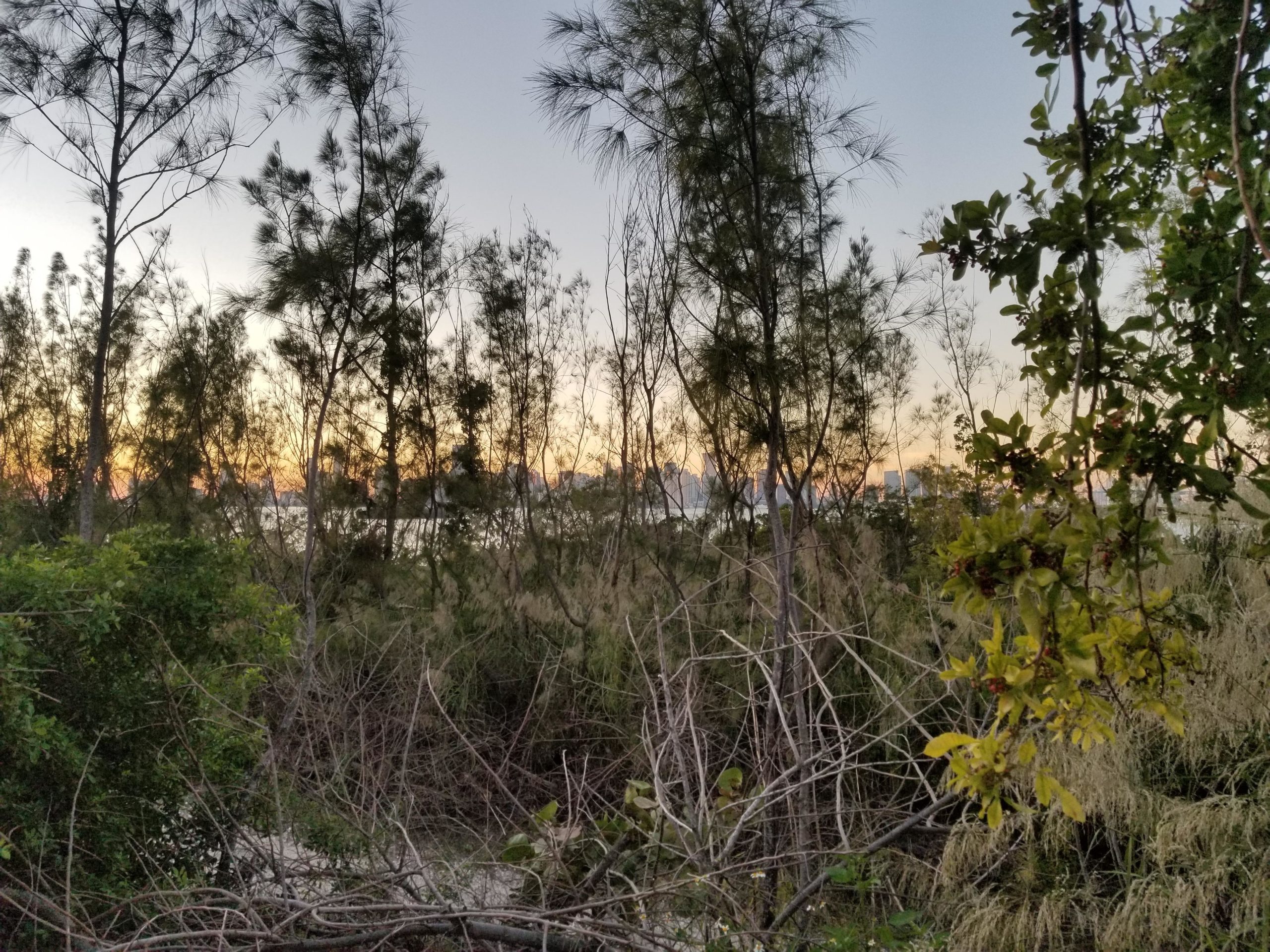 A densely wooded area with tall trees and underbrush at sunset, showcasing a gradient of colors in the sky as the sun sets behind the horizon. In the distance, a subtle outline of a city skyline can be seen through the foliage. Virginia Key North Point mountain bike trail.