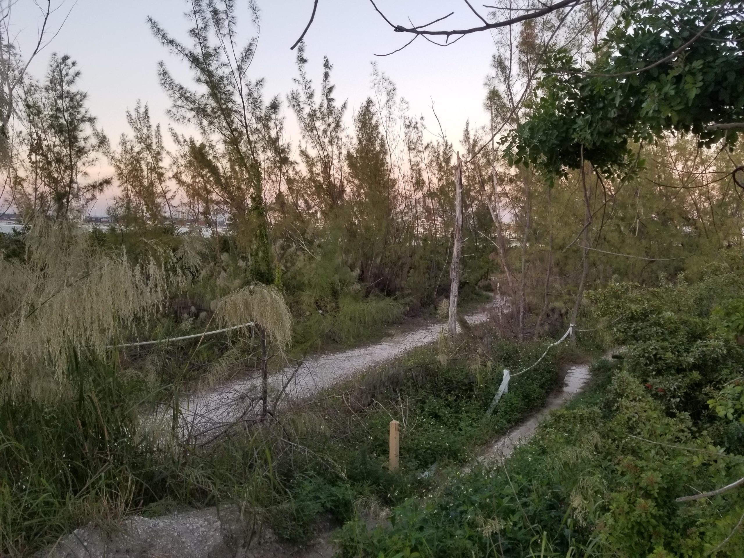 A scenic view of a winding gravel path surrounded by lush greenery and tall trees, with a soft pastel sky in the background during dusk. The path is partially obscured by vegetation, suggesting a natural, serene environment. Virginia Key North Point mountain bike trail.