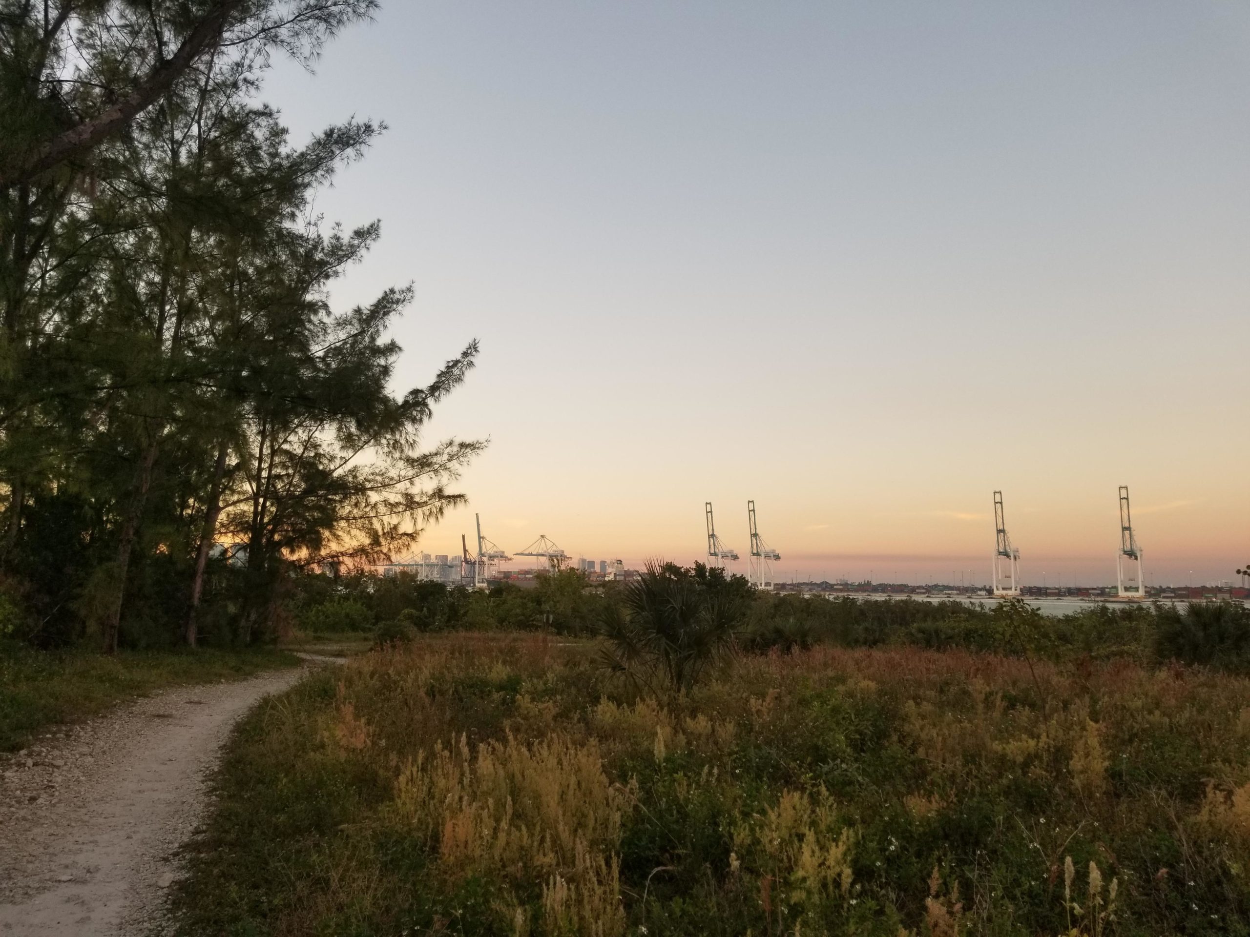 A scenic view of a winding dirt path surrounded by tall trees and grassy fields, leading towards a harbor with cranes in the background under a sky at dusk. Virginia Key North Point mountain bike trail.