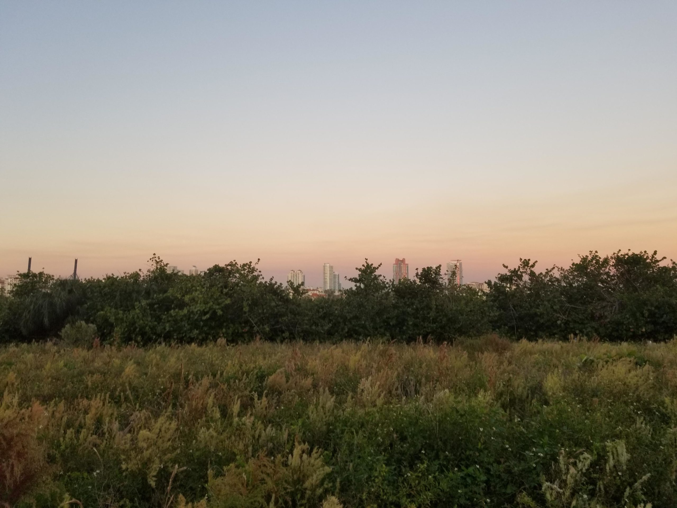 A serene view of a grassy field with wildflowers in the foreground, set against a backdrop of city skyscrapers under a pastel-colored sky at dusk. Virginia Key North Point mountain bike trail.