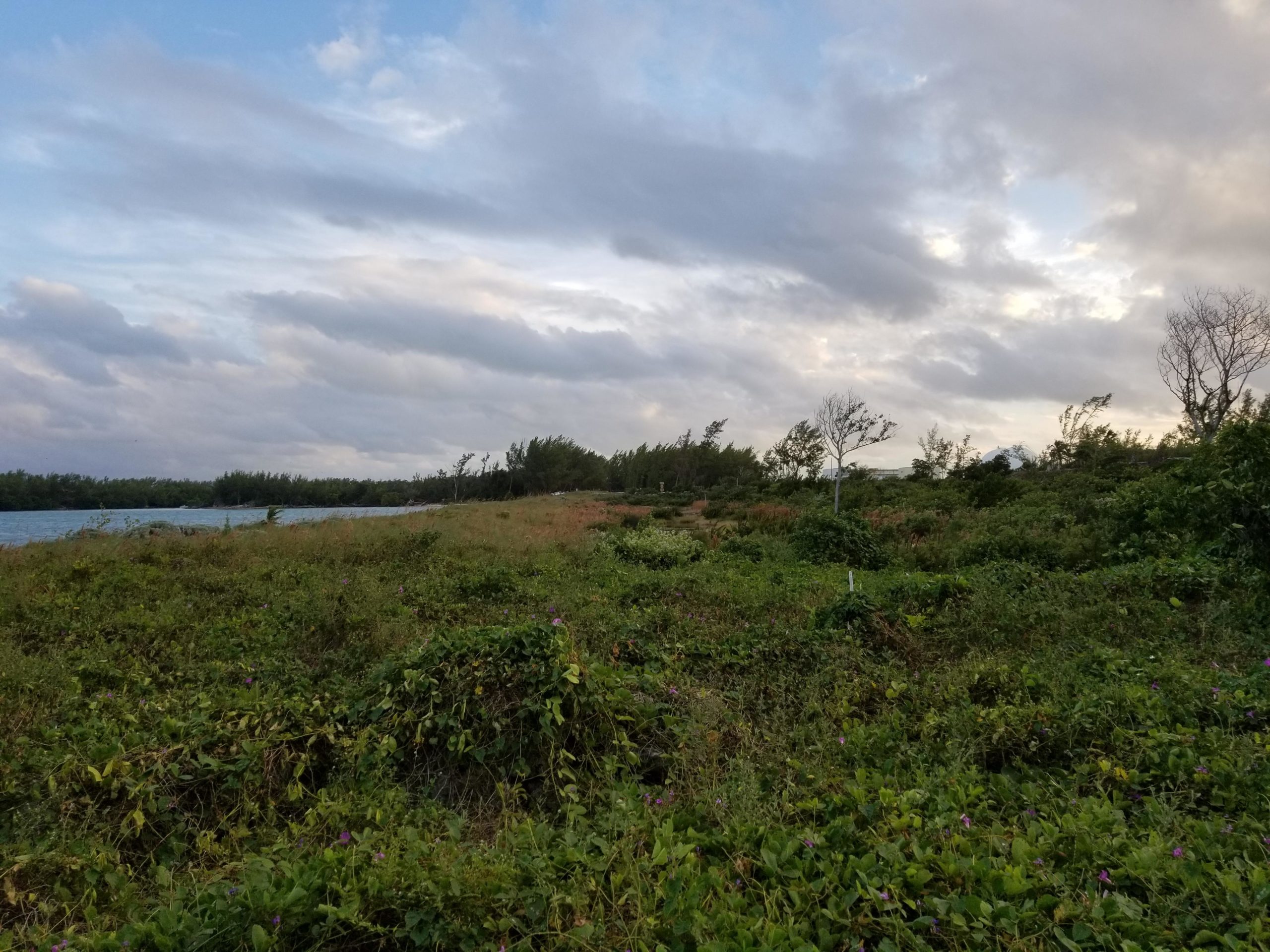 A scenic view of a coastal area featuring lush greenery and wildflowers in the foreground, with a calm body of water beside a tree-lined shore. The sky is partly cloudy, showcasing soft blue and gray tones, indicating a tranquil atmosphere. Virginia Key North Point mountain bike trail.