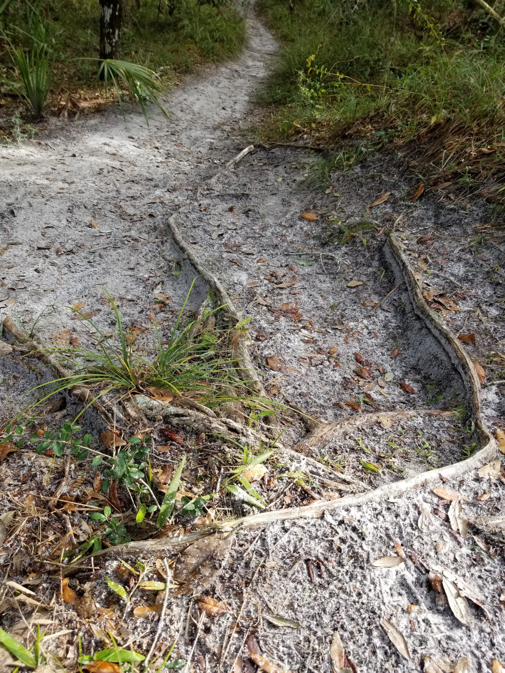 A narrow dirt path winding through a forested area, lined with roots and scattered fallen leaves. The ground is sandy and uneven, with patches of grass and plants peeking through. The trail diverges into two directions, surrounded by lush greenery. Fort Clinch mountain bike trail.