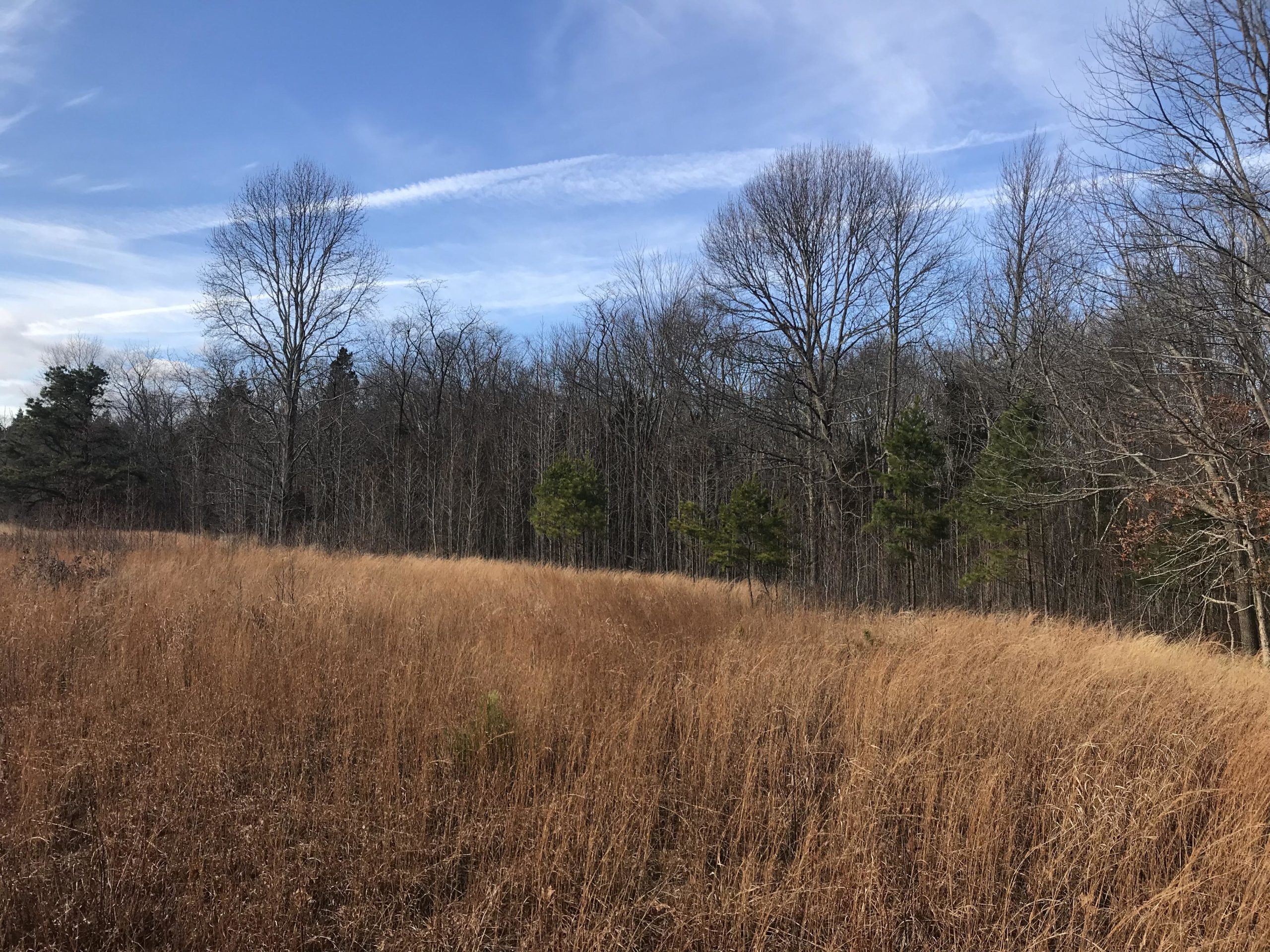 A panorama of a natural landscape featuring tall, dry grasses in the foreground, leading to a line of bare trees and evergreen conifers. The sky is clear with wispy clouds, suggesting a calm day. The scene conveys a tranquil atmosphere typical of late autumn or early winter. Allaire State Park mountain bike trail.