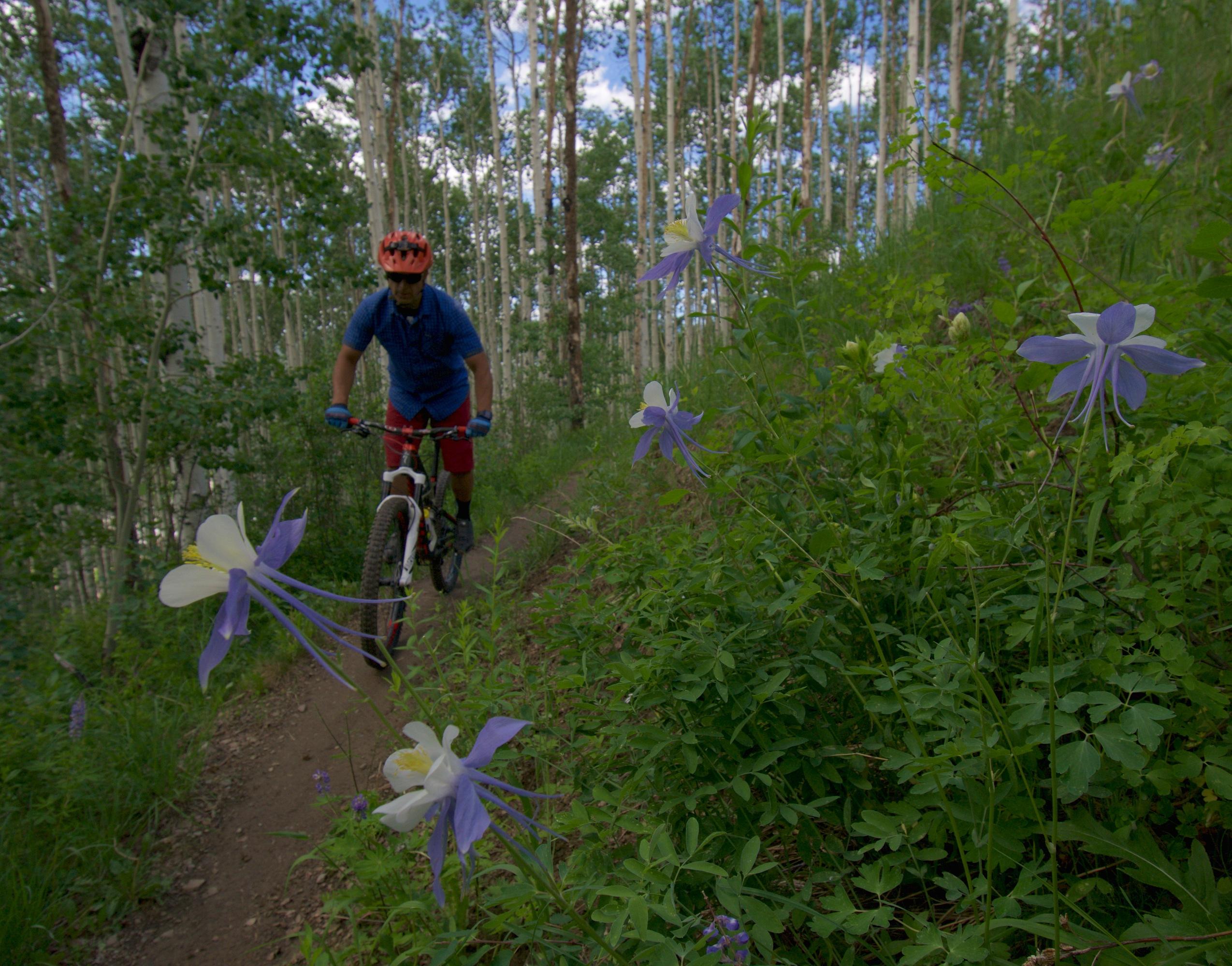 A mountain biker in a blue shirt and red shorts rides along a narrow trail surrounded by lush greenery and blooming purple and white flowers in a forested area with tall trees and a blue sky above. Beaver Creek Ski Resort mountain bike trail.