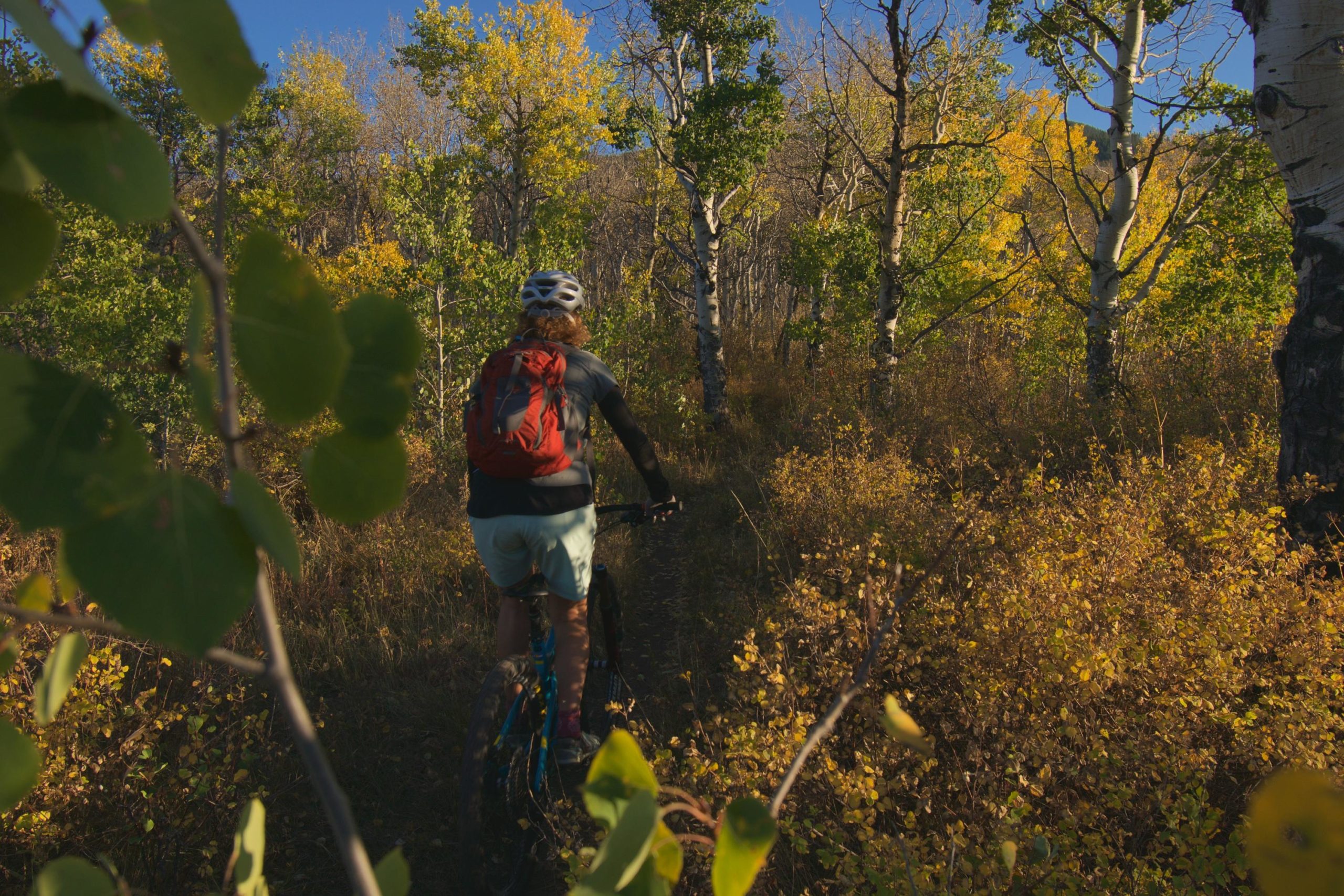 A mountain biker rides along a narrow trail surrounded by vibrant autumn foliage, including yellow and green leaves, with tall trees in the background under a clear blue sky. Beaver Creek Ski Resort mountain bike trail.