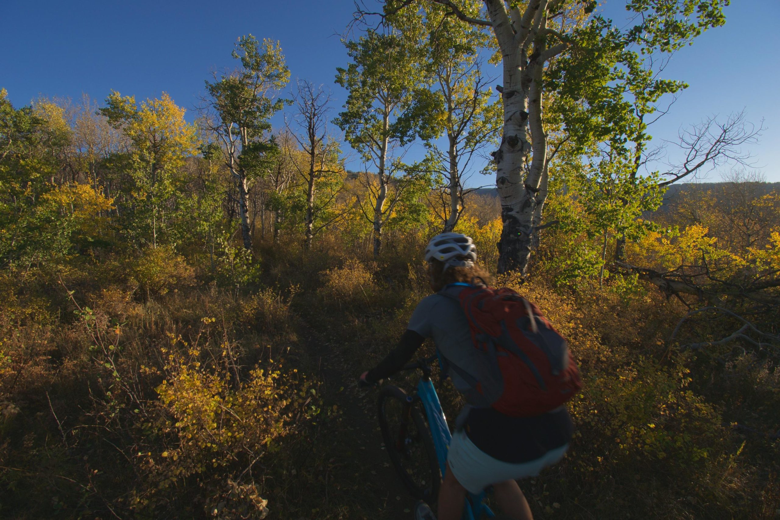 A person riding a mountain bike on a narrow trail surrounded by vibrant autumn foliage, including yellow and green leaves, with tall trees in a sunny outdoor setting. Beaver Creek Ski Resort mountain bike trail.