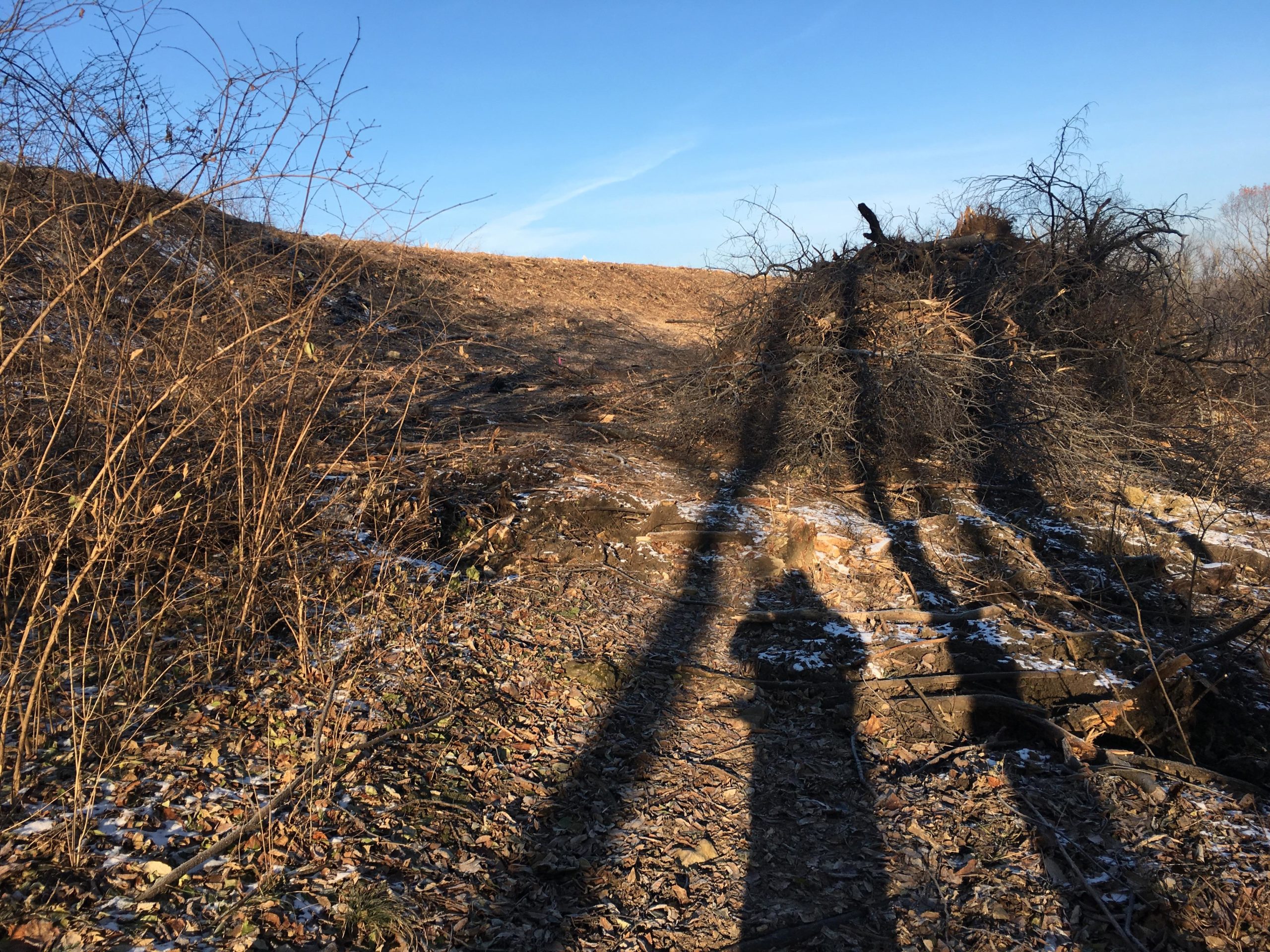 A winter landscape featuring a hillside covered with dry grass and scattered leaves. In the foreground, bare branches and twigs are visible, while a pile of cut branches or logs sits on the hillside. Long shadows from the low sun stretch across the ground, and a clear blue sky is visible above. Rozarks mountain bike trail.