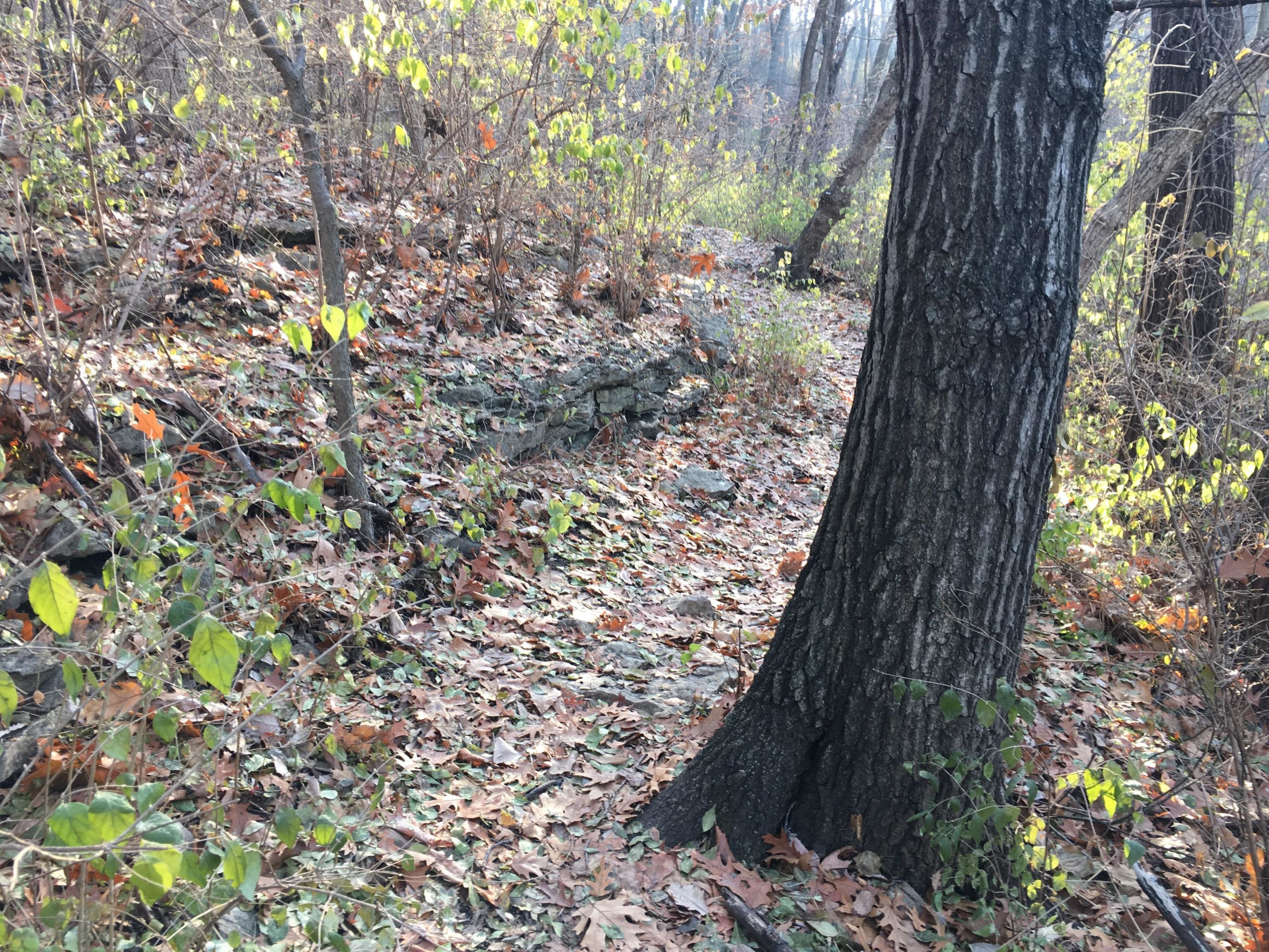 A wooded path covered with fallen leaves, surrounded by small trees and underbrush, with a large tree trunk prominently featured on the left side. The scene is illuminated by soft sunlight filtering through the foliage. Rozarks mountain bike trail.