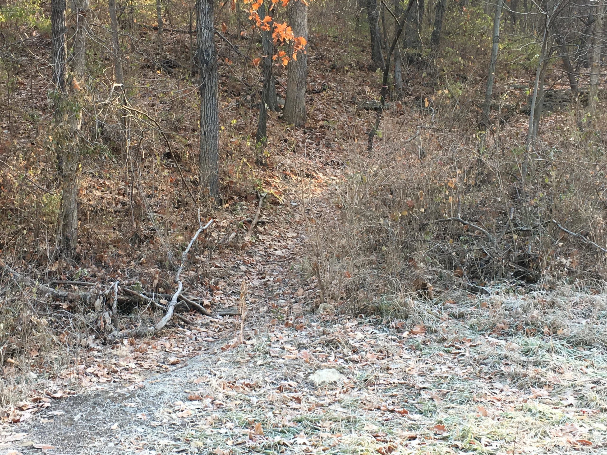 A forest scene featuring a narrow, leaf-covered pathway leading into a wooded area. The ground is covered with fallen leaves, and some trees are visible in the background. A few patches of frost can be seen on the grass. Rozarks mountain bike trail.
