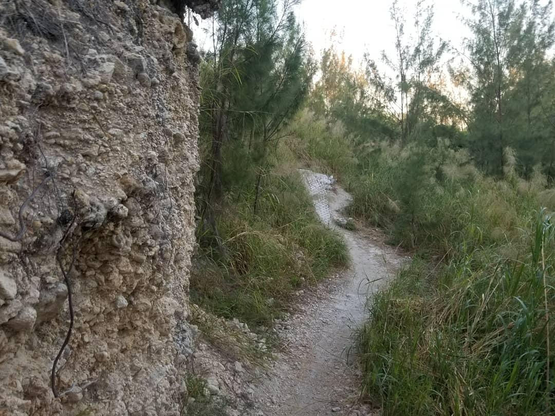 A winding dirt path surrounded by tall grass and sparse trees, with a rocky cliff on one side, leading into a natural, untamed landscape. Virginia Key North Point mountain bike trail.