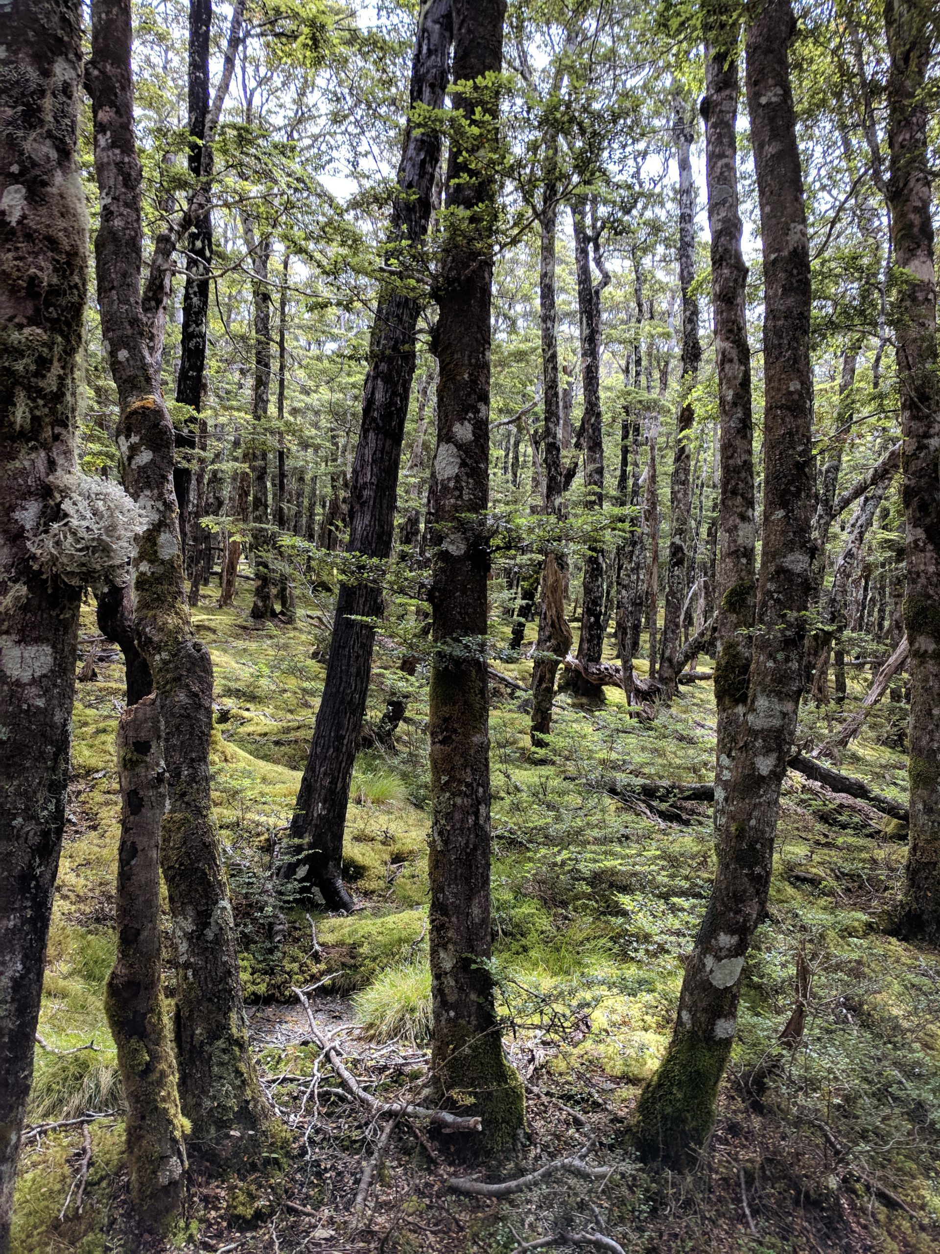 A lush, green forest scene featuring tall trees with textured bark and vibrant foliage. Sunlight filters through the canopy, illuminating the moss-covered ground and underbrush, creating a serene and natural atmosphere. Twisted branches and fallen logs enhance the forest