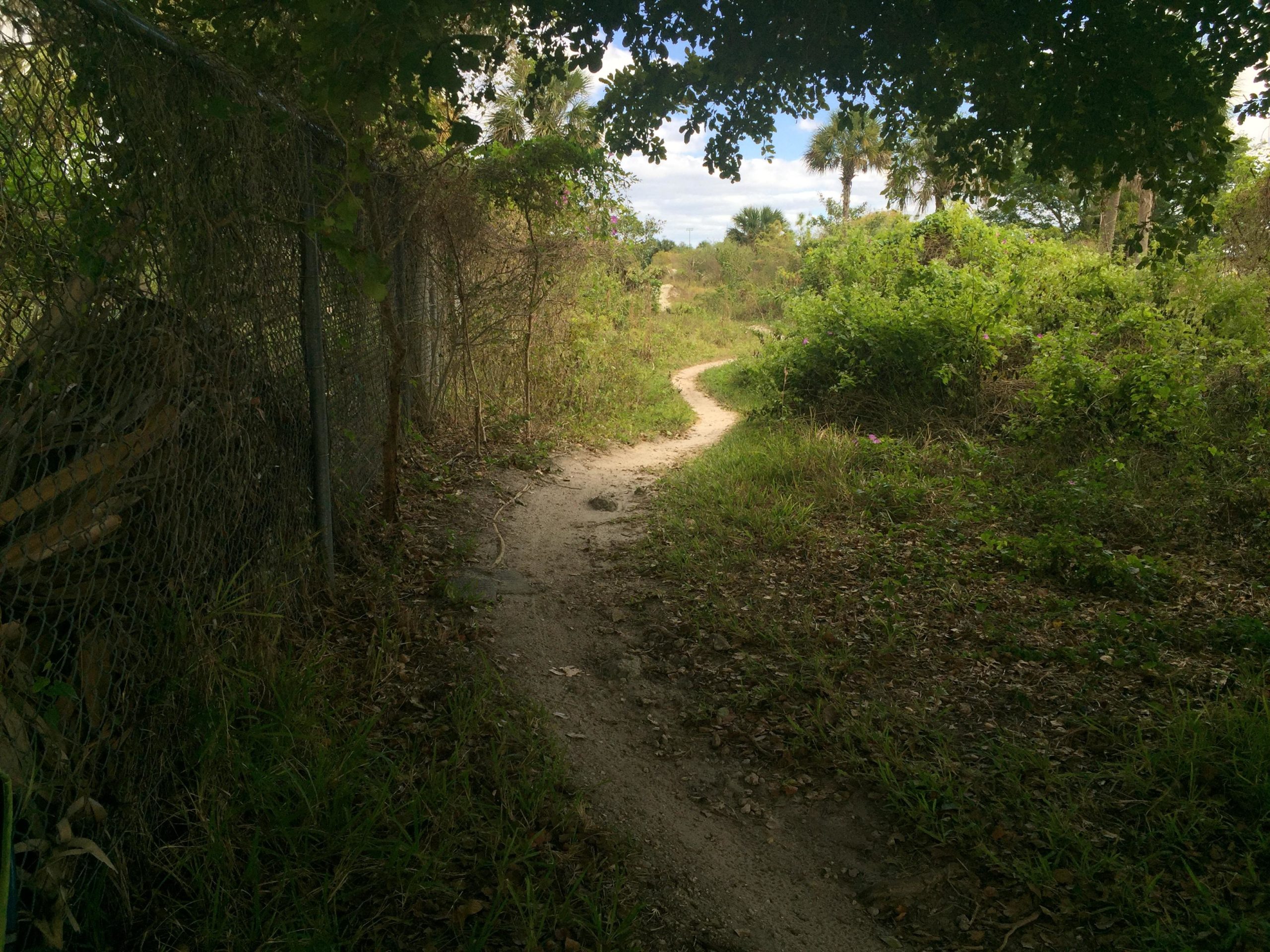 A narrow, winding dirt path surrounded by tall grass and overgrown vegetation, leading towards a partially visible clearing. A chain-link fence lines the left side of the trail, and palm trees can be seen in the background under a partly cloudy sky. Quiet Waters Park mountain bike trail.