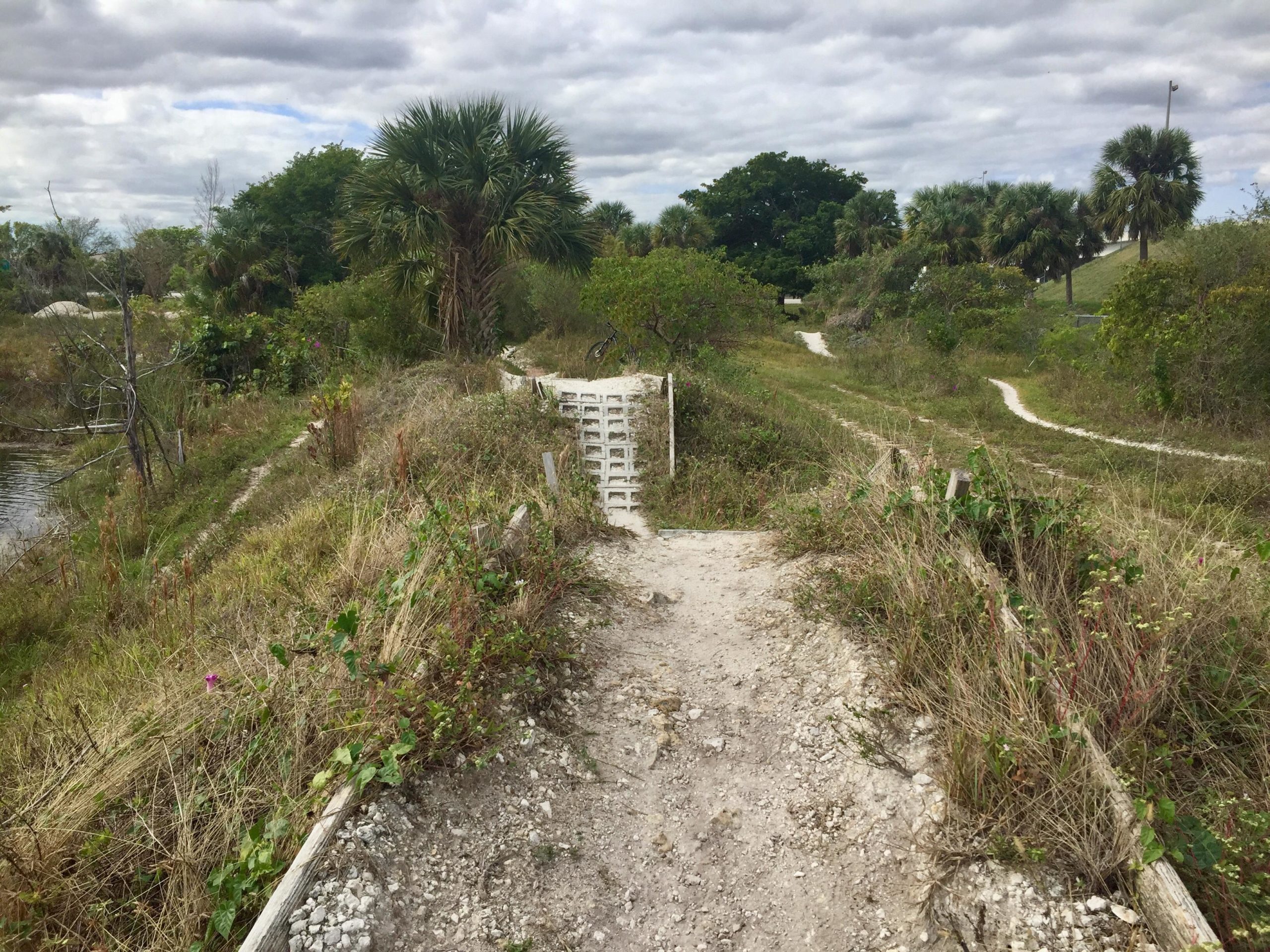 A natural pathway winding through a grassy landscape, flanked by palm trees and shrubs. There are signs of overgrown vegetation, and a pathway made of gravel leads to a wooden barrier. The sky is overcast, suggesting a cloudy day. Quiet Waters Park mountain bike trail.