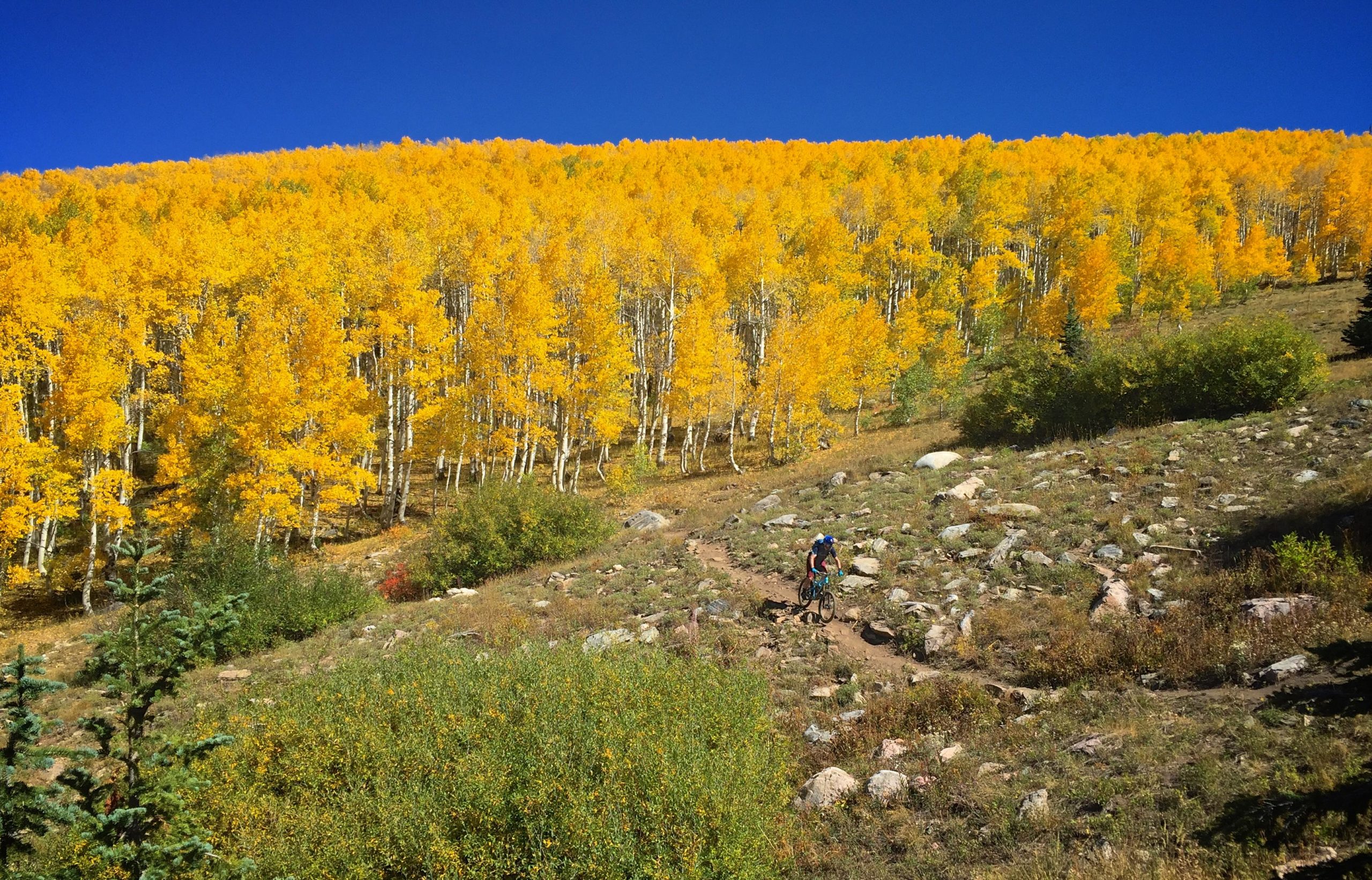 A mountain biker rides along a rocky trail with a backdrop of vibrant yellow aspen trees under a clear blue sky. Flash of Gold mountain bike trail.