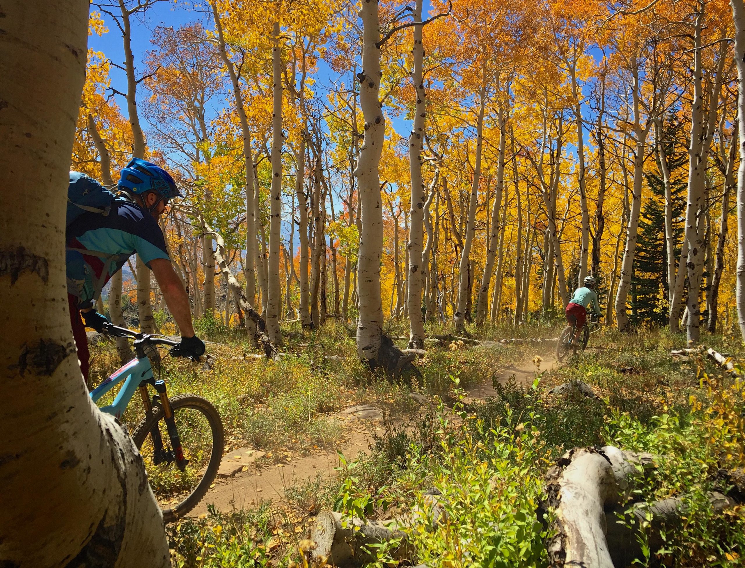 Two mountain bikers navigate a winding trail through a vibrant autumn forest filled with tall aspen trees. The leaves are a rich golden yellow, contrasting against the blue sky. The scene is lively with the movement of the bikers as sunlight filters through the branches. Flash of Gold mountain bike trail.