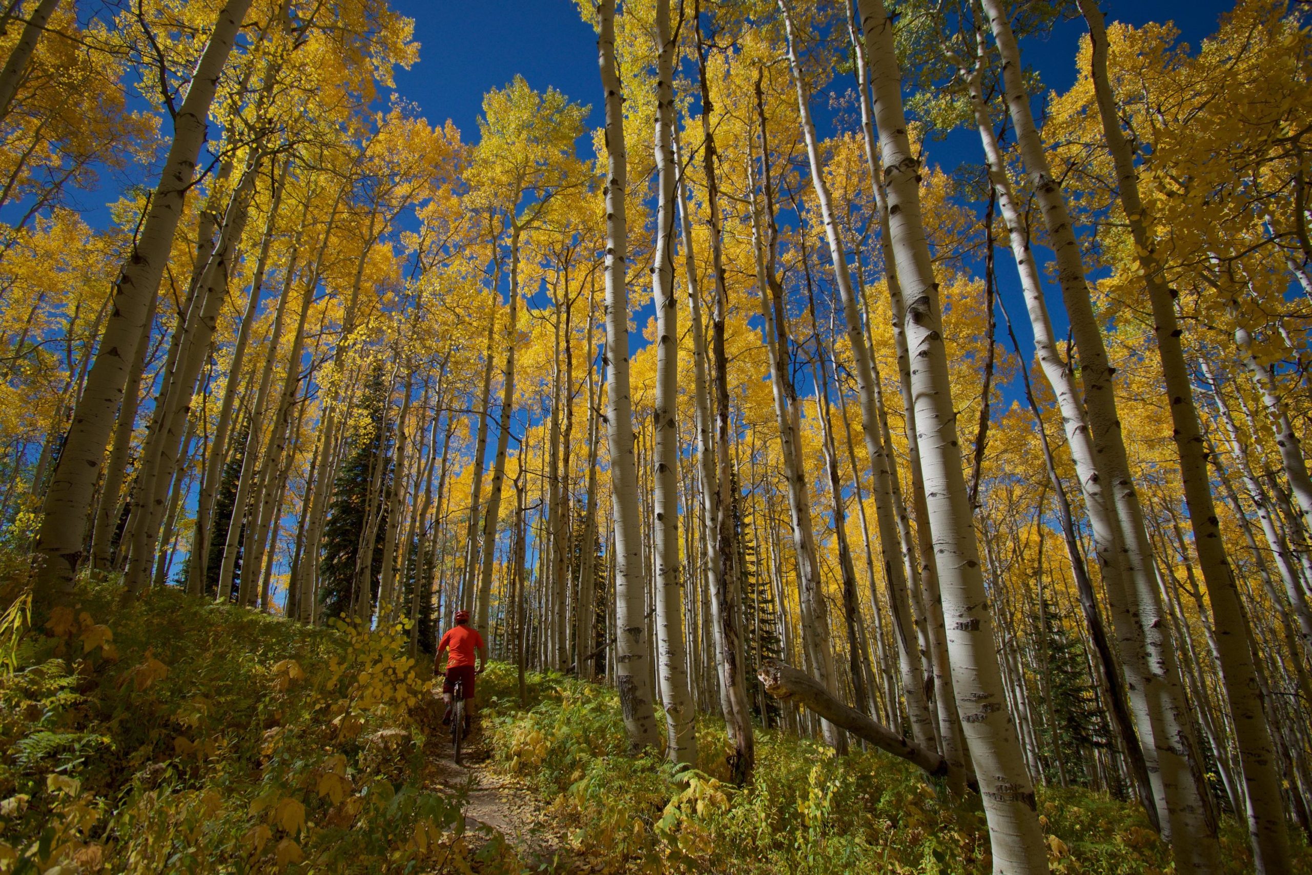 A person in a red shirt walks along a trail through a forest of tall aspen trees with vibrant yellow leaves under a bright blue sky. Flash of Gold mountain bike trail.