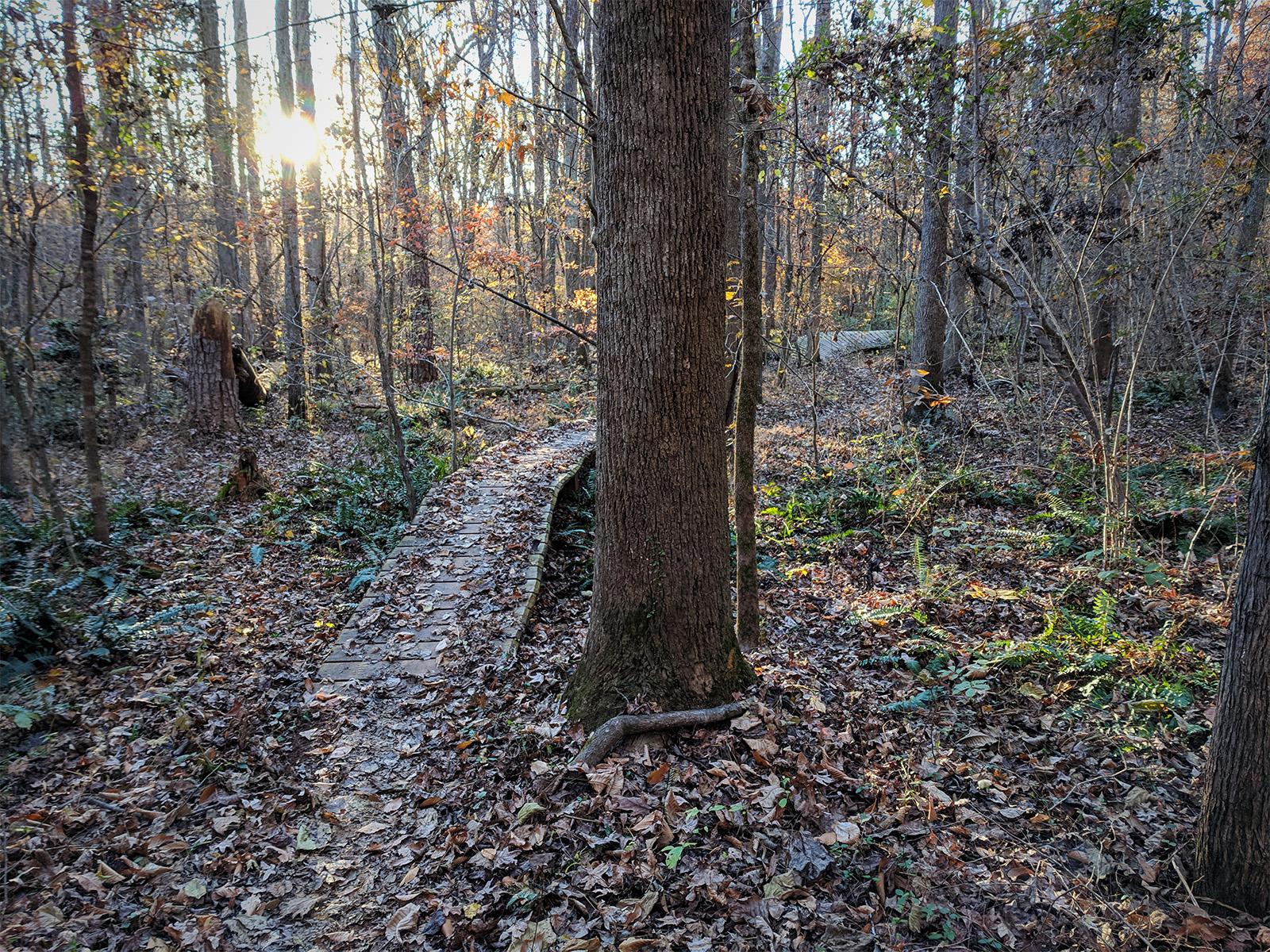 A winding wooden pathway cuts through a forest filled with fallen leaves, ferns, and trees. The sun is setting in the background, casting a warm glow and creating a serene atmosphere. The scene showcases the natural beauty of the woods in autumn, with vibrant colors peeking through the bare branches. Fisher Farm Park mountain bike trail.