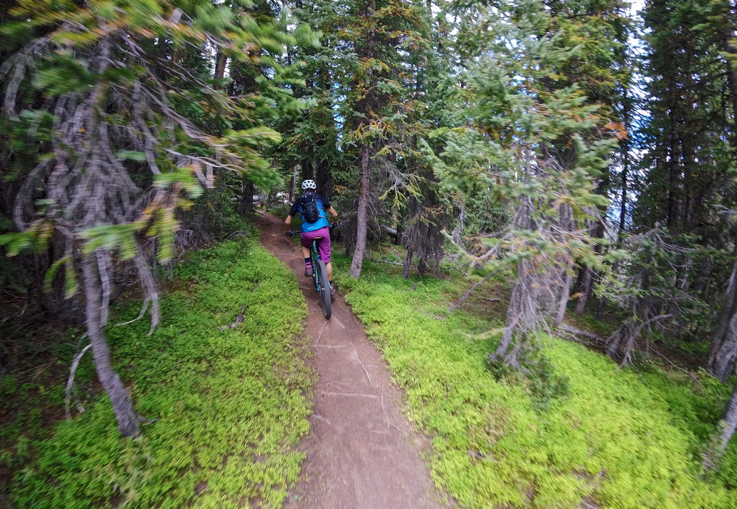 A person riding a mountain bike along a narrow dirt trail surrounded by tall trees and lush green vegetation. The image captures a sense of adventure and outdoor exploration in a forested environment. Two Elk via Vail Pass mountain bike trail.