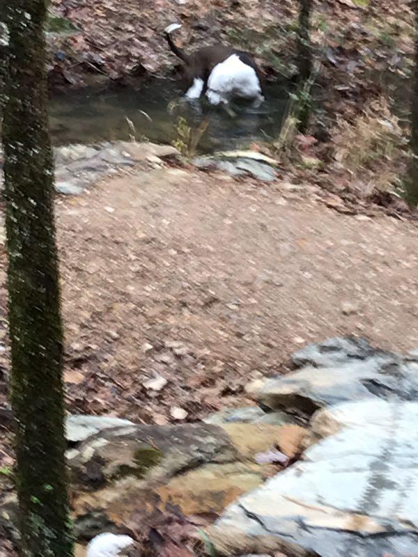 A blurred image of a small animal standing in a shallow stream, surrounded by a wooded area with fallen leaves and rocks. Northwoods Trail System mountain bike trail.