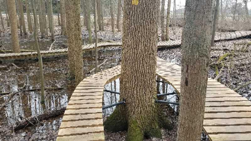 A winding wooden boardwalk surrounded by trees, leading through a wetland area with standing water and muddy ground. The path curves around a tree trunk, showcasing the natural landscape and ecosystem. Oak Openings -- Beach Ridge Singletrack Trail mountain bike trail.