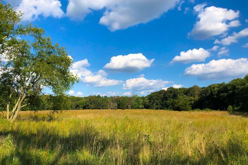 A serene landscape featuring a wide, open field with tall grass, bordered by trees on the right. The sky is bright blue with fluffy white clouds scattered throughout, creating a tranquil and picturesque natural setting. Rancocas State Park - Westampton mountain bike trail.
