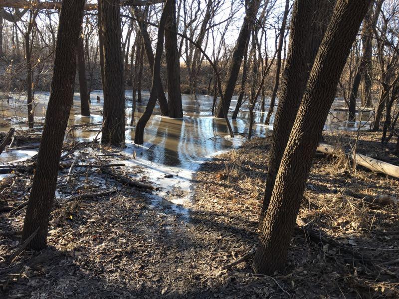 A serene landscape depicting a forest area with tall trees surrounded by shallow floodwaters. Sunlight reflects off the water, creating shimmering patterns. The ground is covered with fallen leaves and debris, indicating a natural setting, while the water level appears to have risen, flooding parts of the area. ESU Trail mountain bike trail.