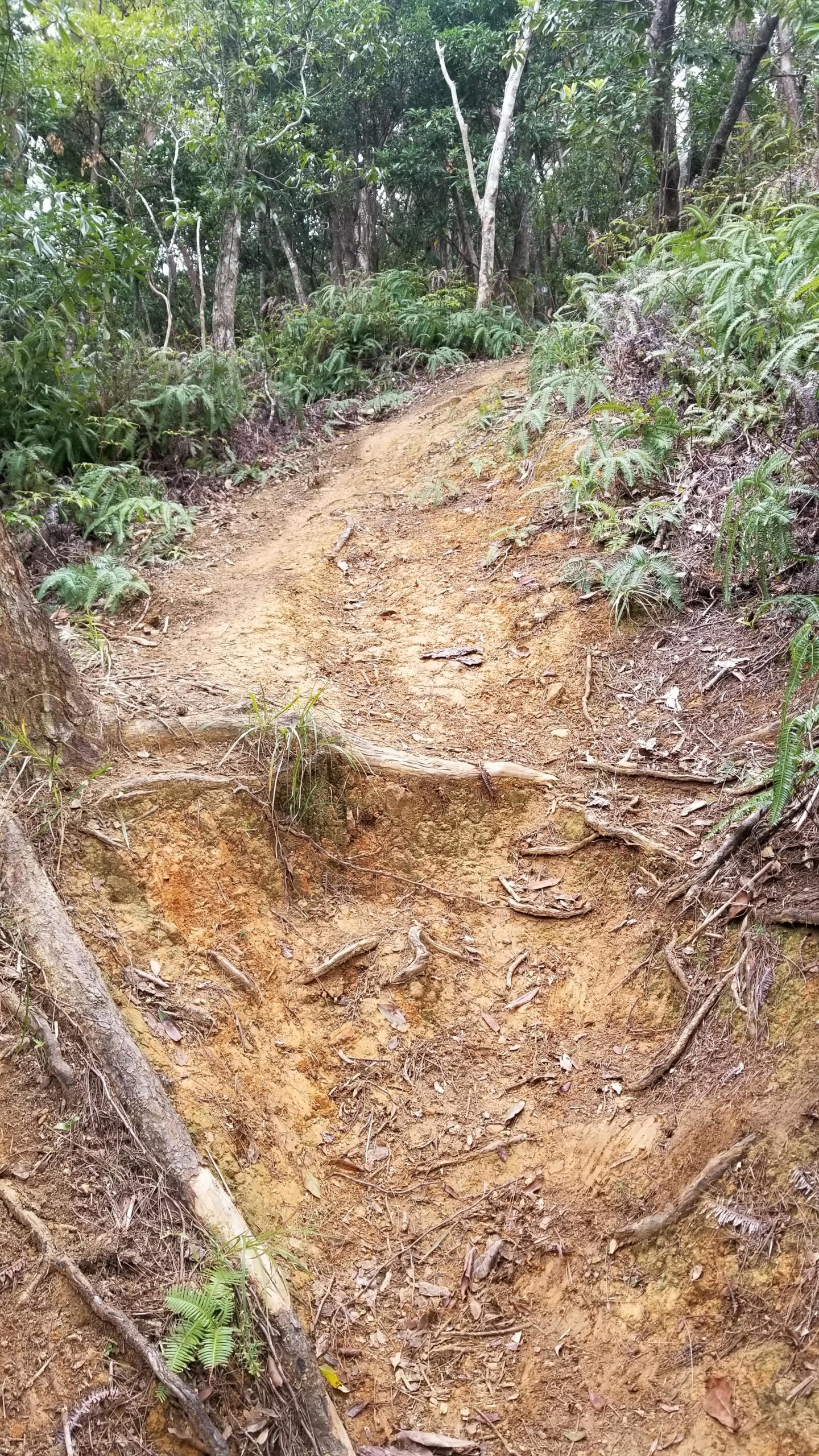 A dirt path winding through a forested area, surrounded by lush greenery and ferns. The trail shows signs of wear, with exposed roots and rocky spots. Sunlight filters through the trees, creating a natural, inviting atmosphere. Spider Loop mountain bike trail.