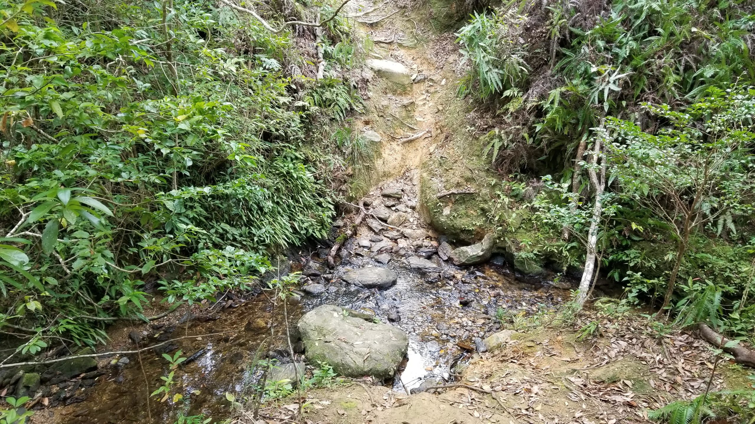 A natural scene depicting a small stream flowing through a rocky bed, surrounded by lush green vegetation and trees. The terrain is slightly inclined, with visible rocks and soil along the banks, creating a serene and untouched environment. Spider Loop mountain bike trail.