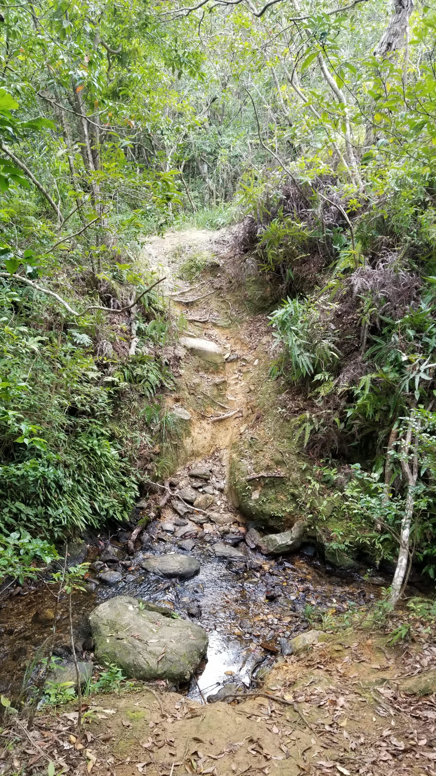 A tranquil forest scene featuring a small stream flowing between rocks, surrounded by lush green foliage and trees. A dirt path leads up a slight incline on one side, inviting exploration in the natural environment. Spider Loop mountain bike trail.