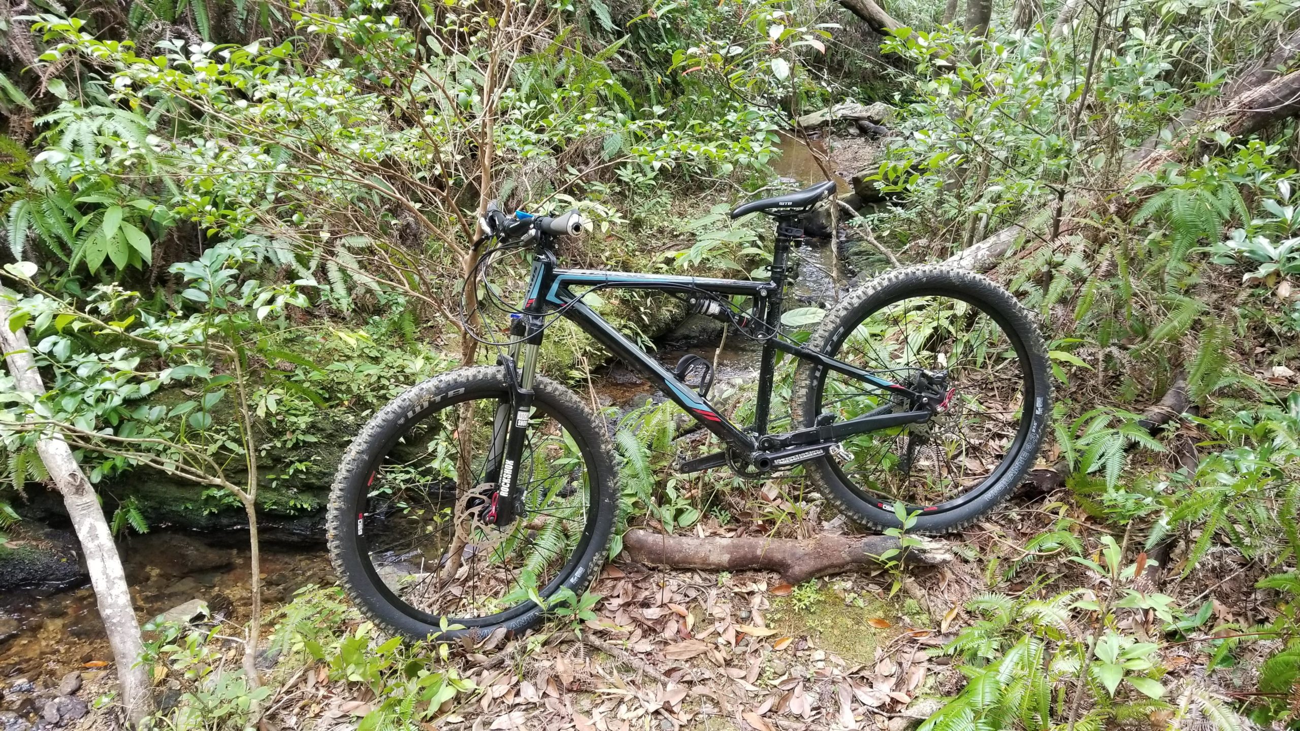 A black mountain bike leaning against a tree in a lush, green forested area near a small stream, surrounded by ferns and various plants. Spider Loop mountain bike trail.