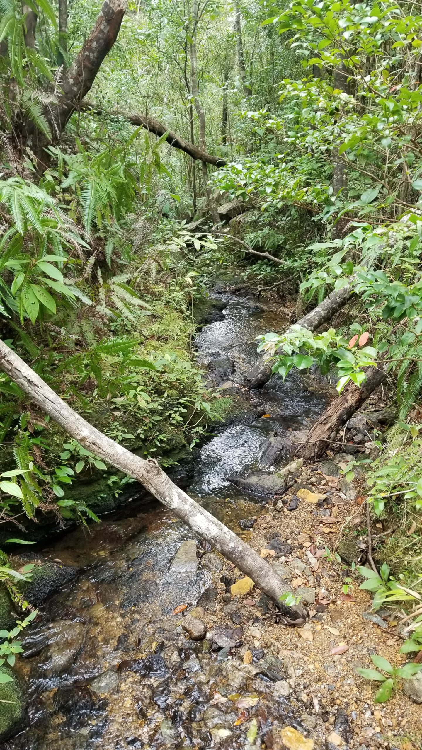 A serene forest scene featuring a small, gently flowing stream surrounded by lush greenery. Ferns and various plants line the edges of the water, while fallen branches and rocks create a natural, peaceful setting. Spider Loop mountain bike trail.