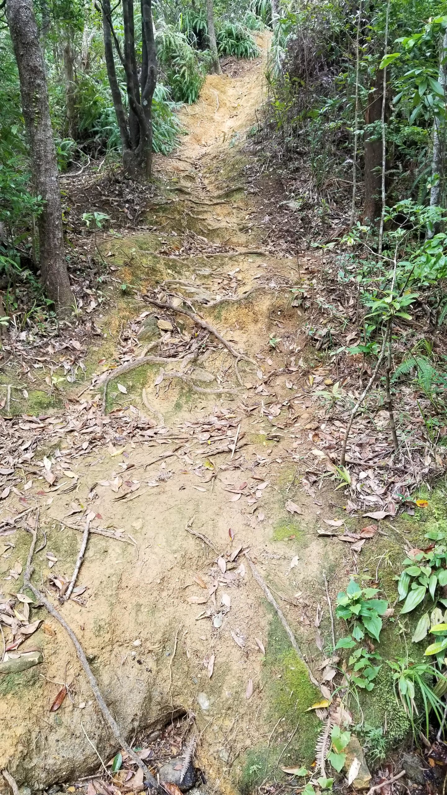 A narrow, winding dirt path through a lush, green forest, lined with trees and scattered leaves. The trail shows signs of recent use, featuring exposed roots and patches of yellow soil, leading upward into the foliage. Spider Loop mountain bike trail.