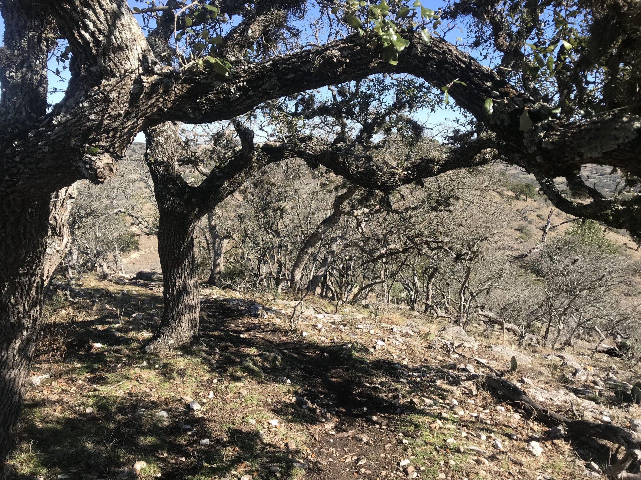 A landscape view featuring several gnarled trees with textured bark, set against a clear blue sky. The foreground shows a mix of rocky ground and scattered vegetation, while a sloping terrain with more trees can be seen in the background, creating a natural, woodland atmosphere. Flat Rock Ranch mountain bike trail.