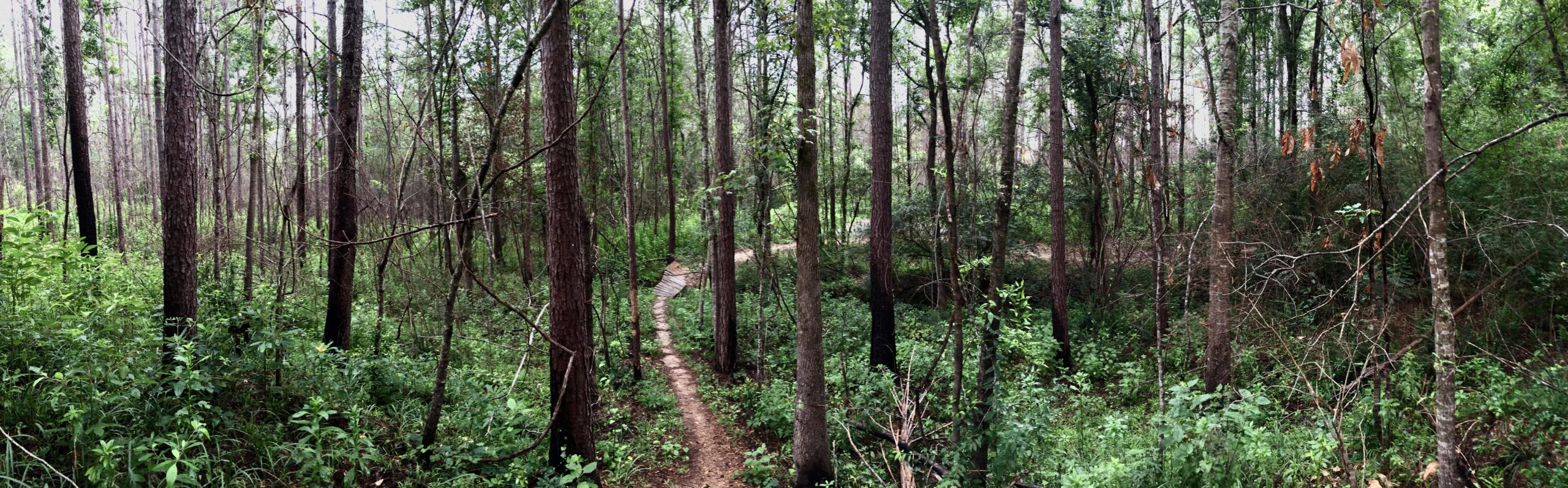 A panoramic view of a lush forest featuring tall trees with slender trunks, surrounded by vibrant greenery. A winding dirt path meanders through the trees, inviting exploration of the serene natural landscape. Mt. Zion Bike Trails mountain bike trail.