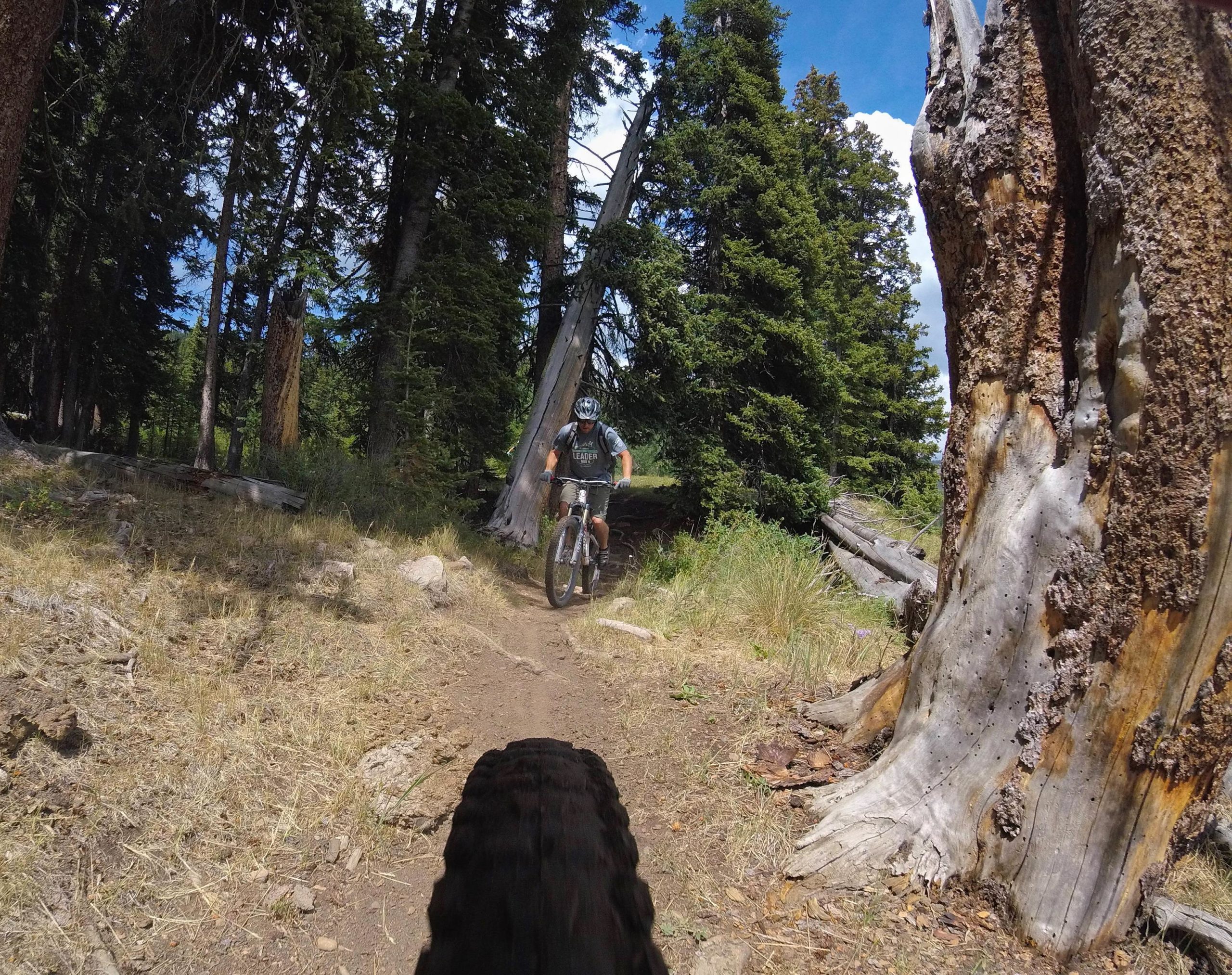 A mountain biker riding along a dirt trail surrounded by tall pine trees and sunlight filtering through the foliage. The foreground shows part of a bike tire, suggesting the perspective of the rider's view. Doctor Park mountain bike trail.