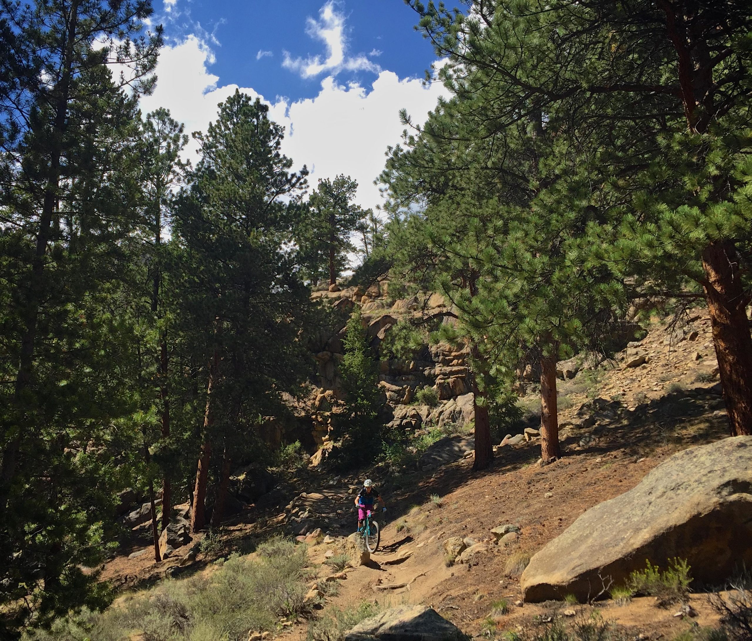 A cyclist navigating a gravel path through a densely wooded area, featuring tall pine trees and rocky terrain under a blue sky with scattered clouds. Doctor Park mountain bike trail.