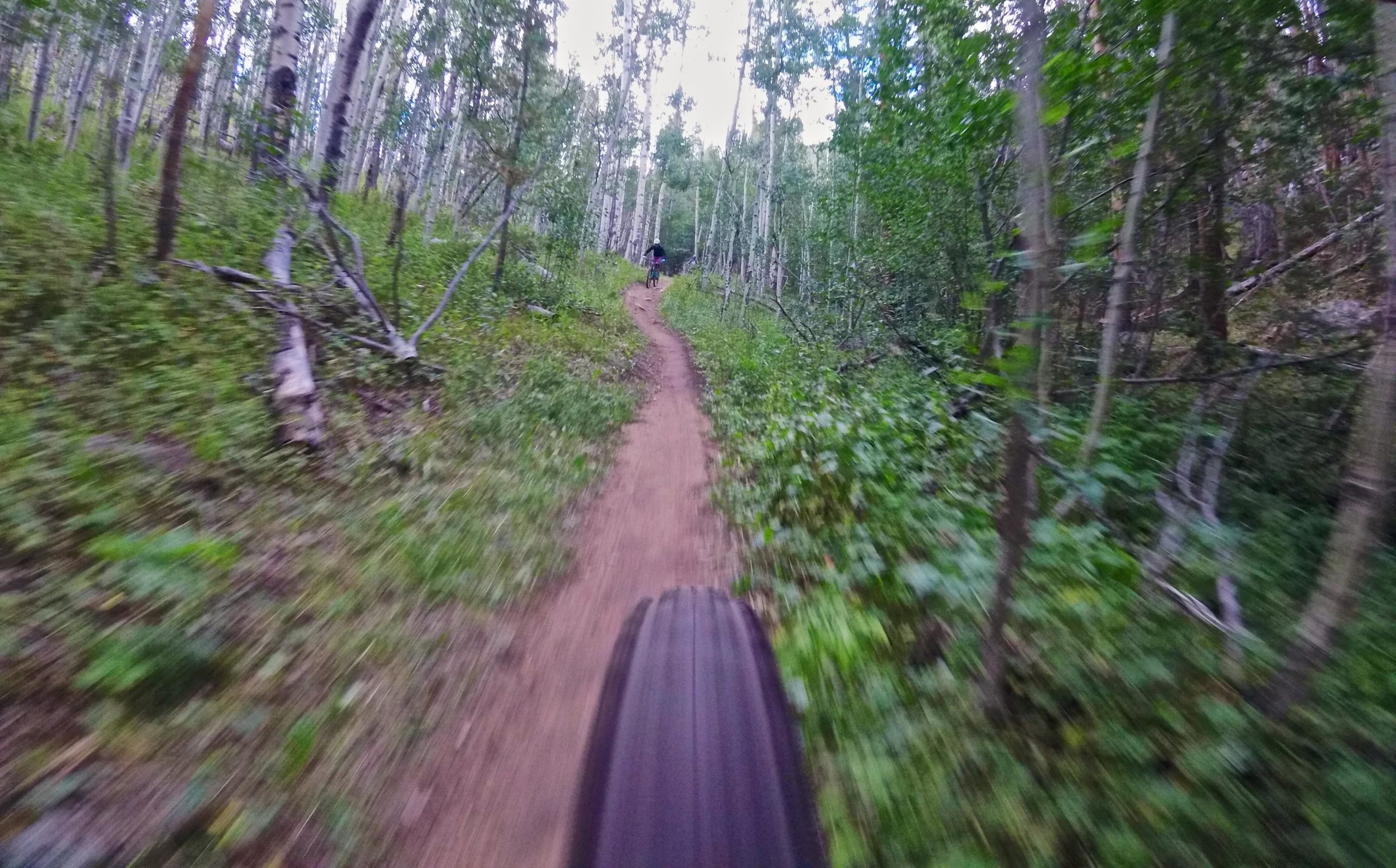 A close-up view of a mountain bike tire on a dirt trail winding through a lush green forest, with tall trees and underbrush on either side, capturing a sense of speed and adventure. Doctor Park mountain bike trail.