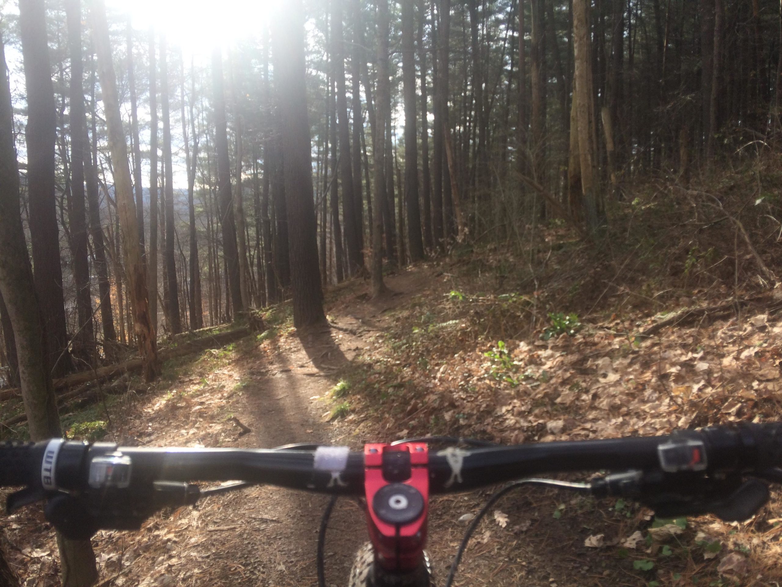 A view from a mountain bike handlebar, showing a forest trail winding through tall trees with sunlight filtering through the branches. The ground is covered with fallen leaves and patches of greenery along the path. Mohican mountain bike trail.
