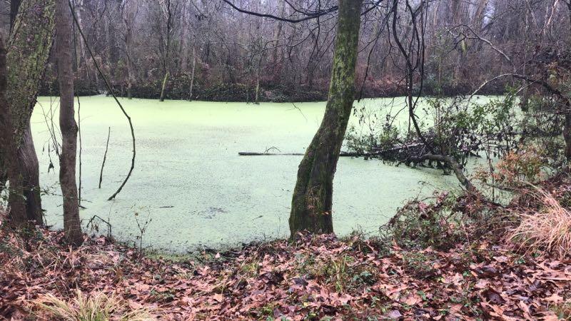 A serene view of a pond covered in green algae, surrounded by bare trees and dried leaves on the ground. The scene conveys a tranquil, natural environment on a cloudy day. Comite Trails mountain bike trail.