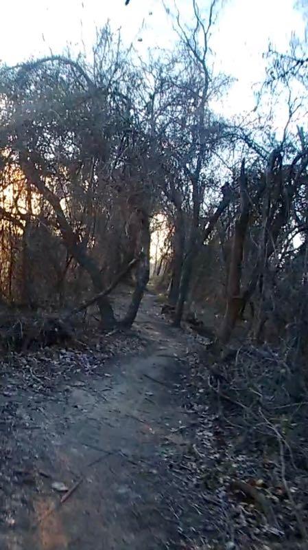 A narrow dirt path winding through a forested area, lined with bare trees and scattered branches. The scene is illuminated by soft, warm light from the setting sun in the background, creating a tranquil yet slightly eerie atmosphere. Fallen leaves cover the ground, suggesting a late autumn or early winter setting. Chisenhall trails mountain bike trail.