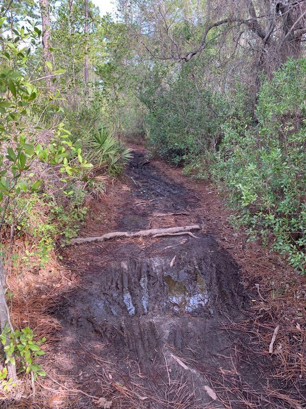 A narrow dirt trail surrounded by lush greenery, featuring muddy patches and a fallen branch across the path. The sunlight filters through the trees, illuminating the natural surroundings. Longleaf Pine Greenway Trail mountain bike trail.